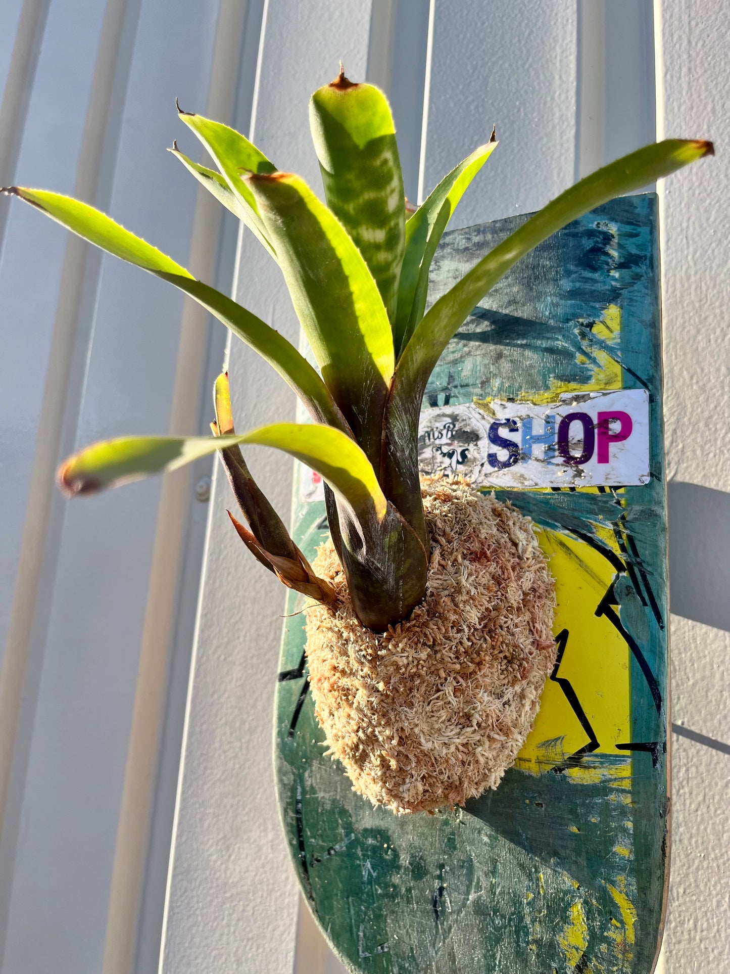 Neoregelia
