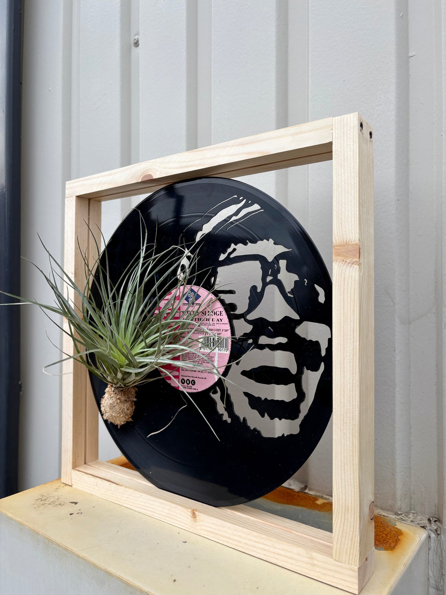 Tillandsia in LP size frame SINGER - 1