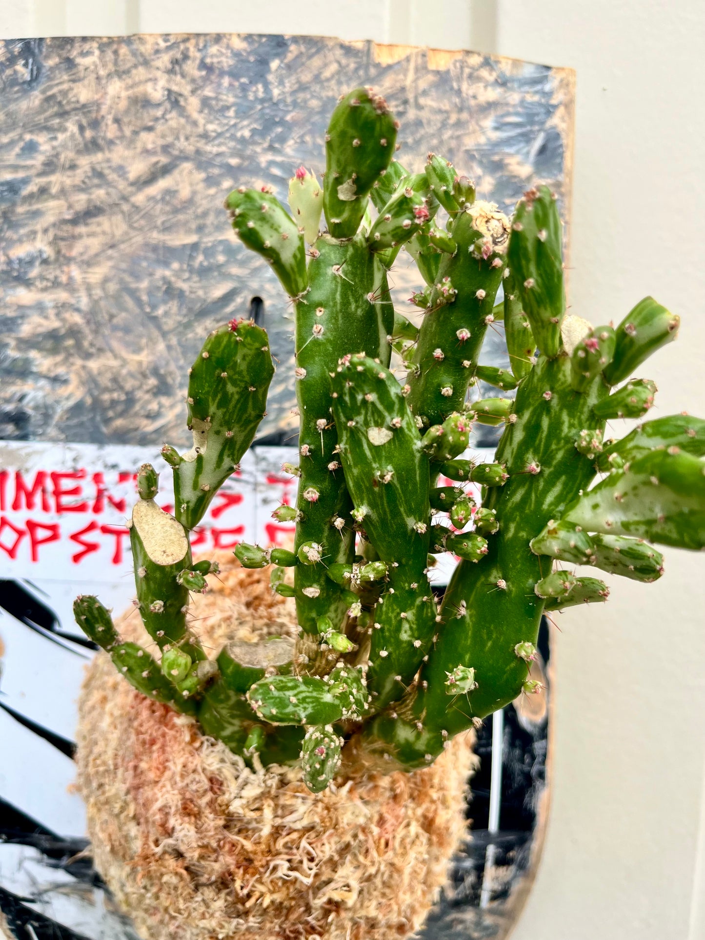 Opuntia monacantha 'Maverick'