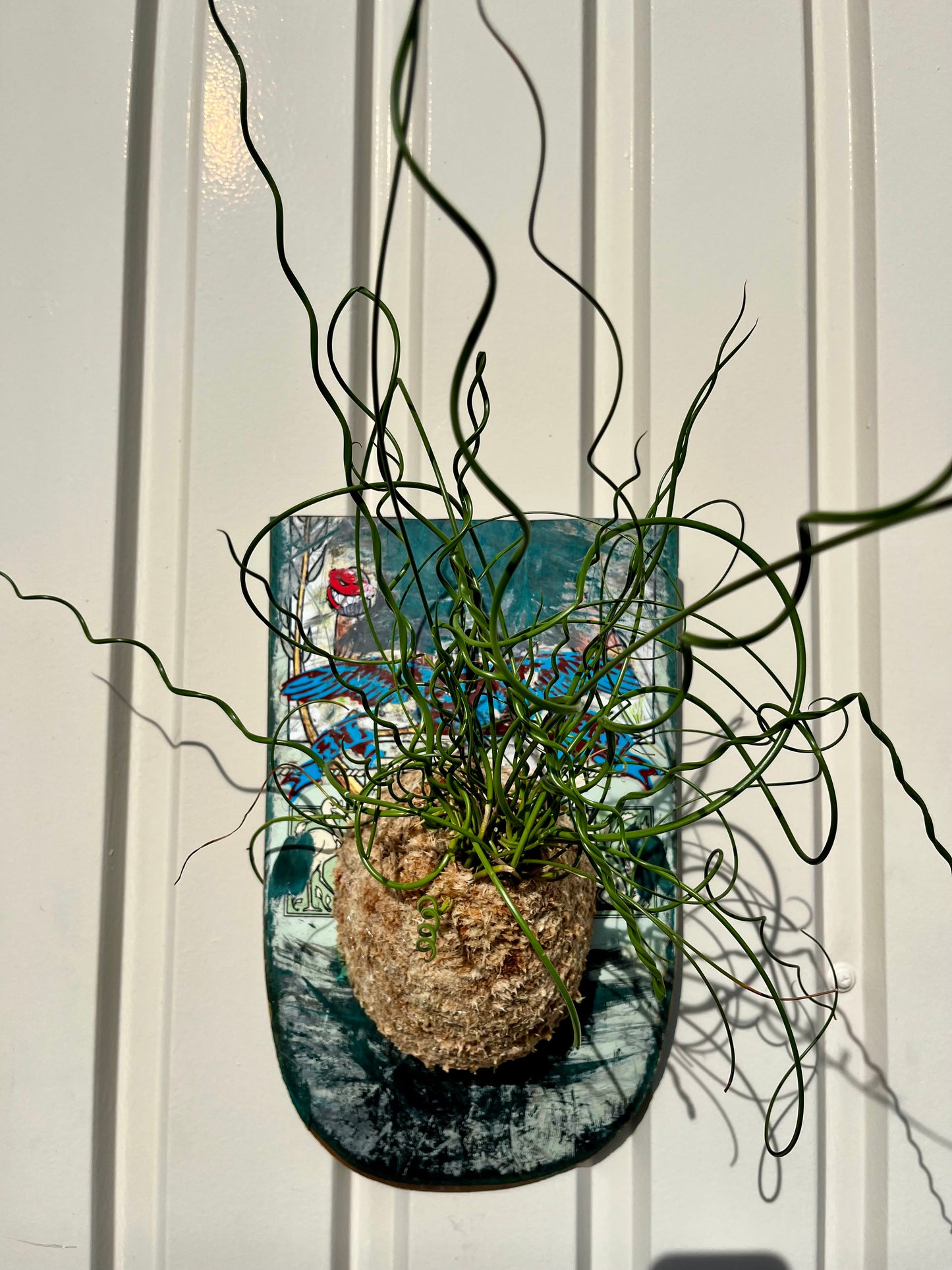 Juncus effusus Spiralis