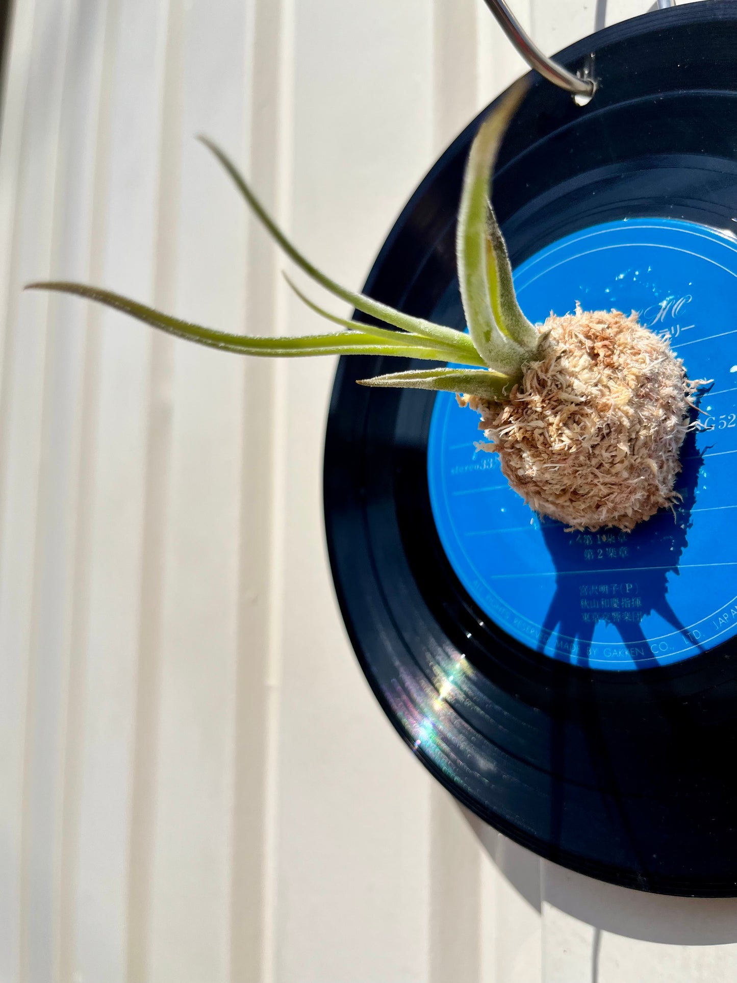 Tillandsia caput-medusae