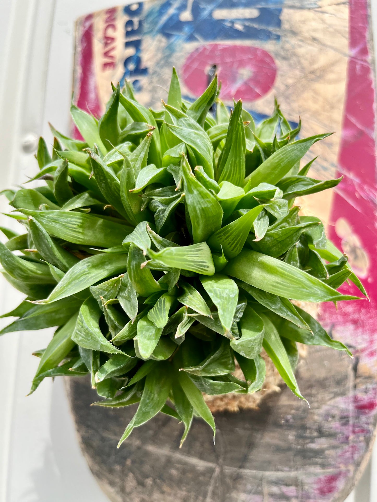 Haworthia retusa
