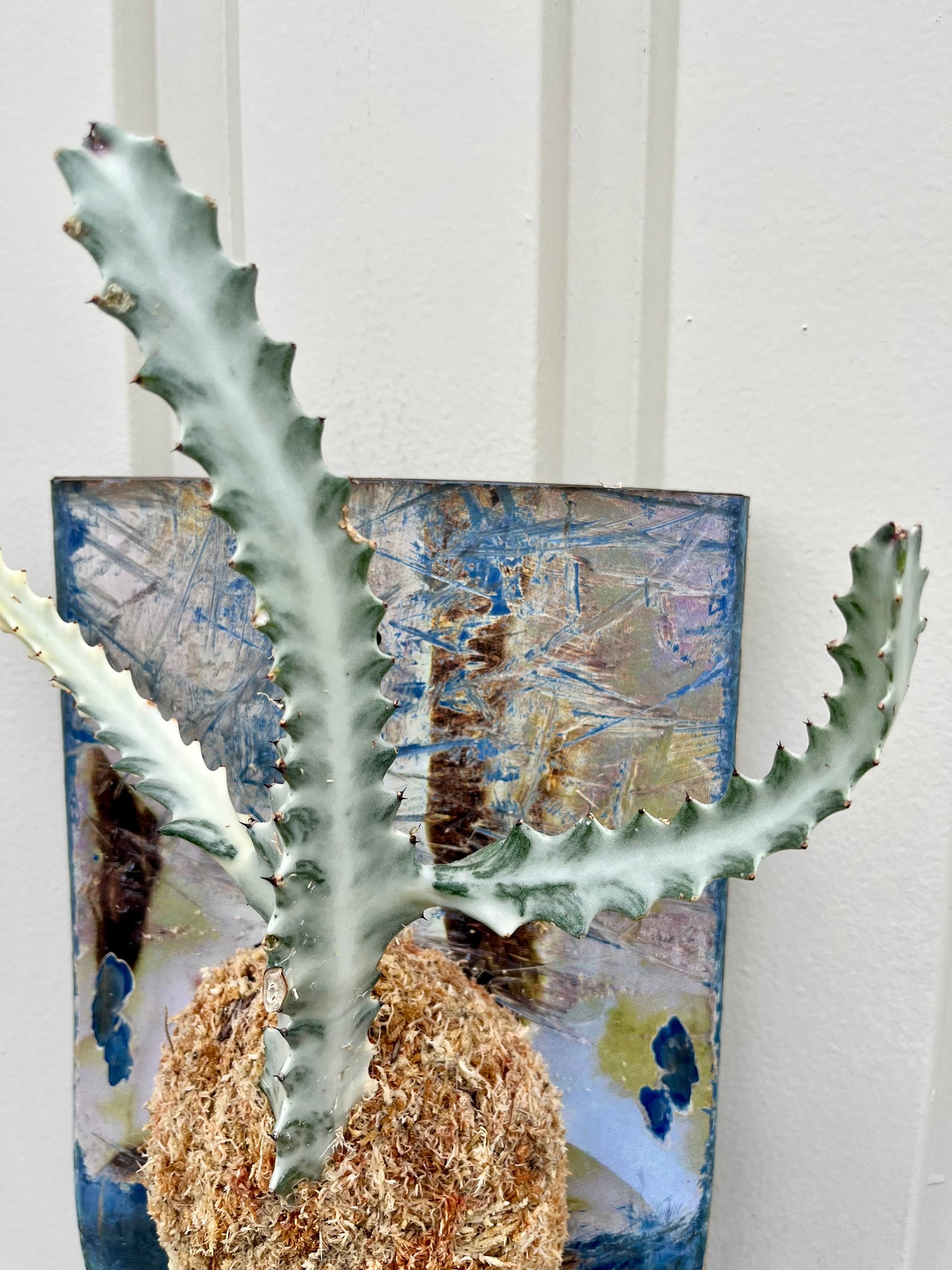 Euphorbia lactea White Ghost