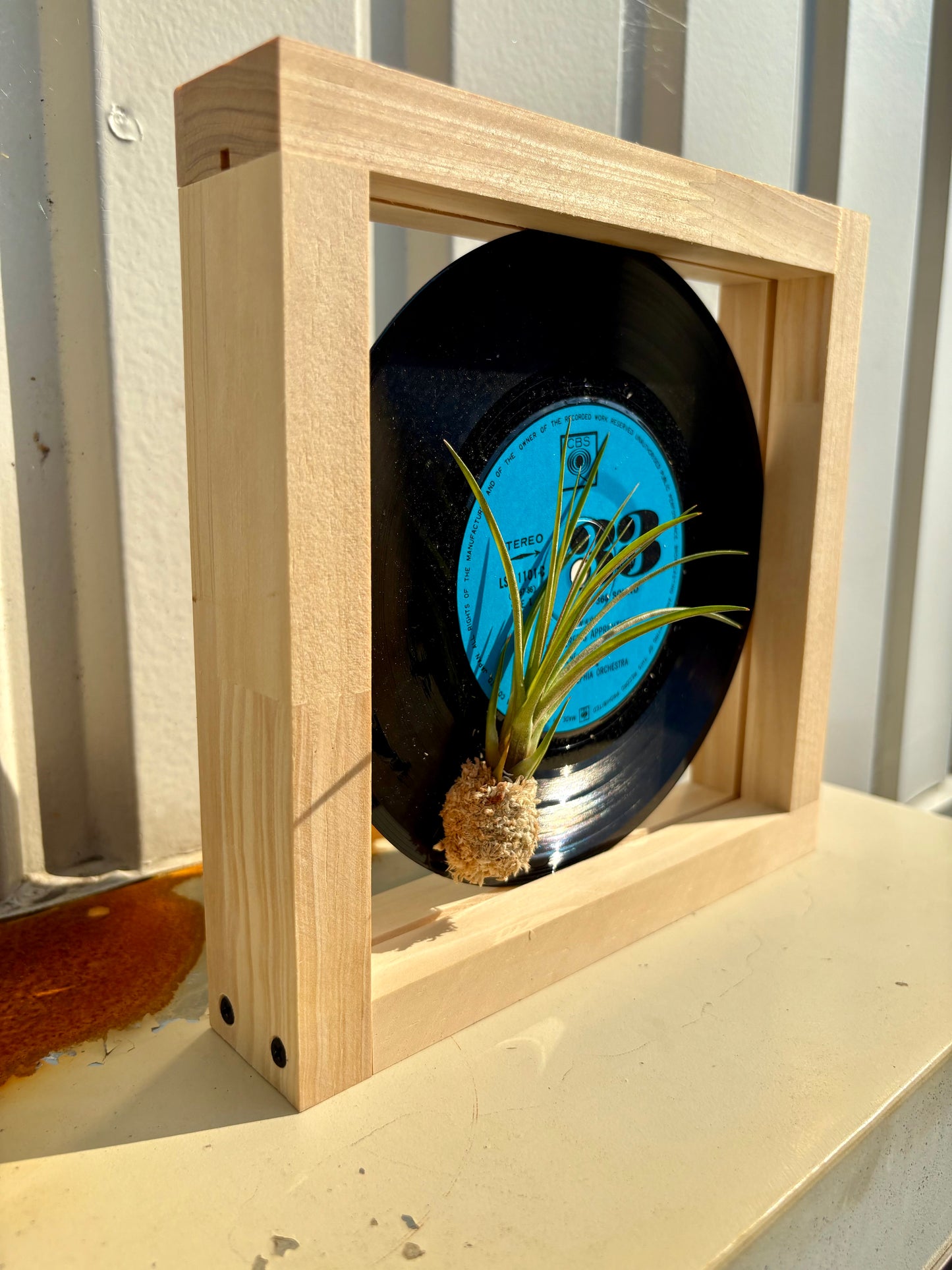 Tillandsia in EP size frame -2