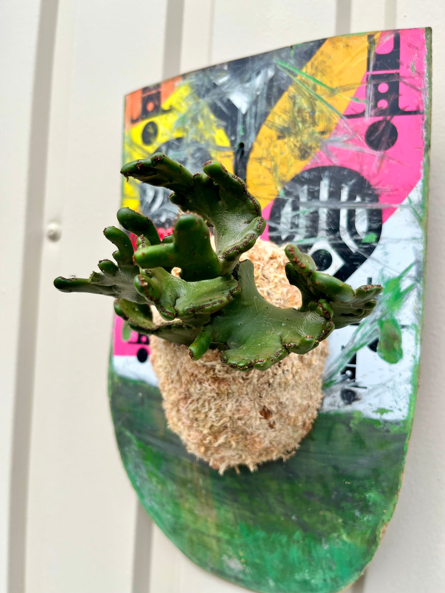 Euphorbia oncoclada f.crist