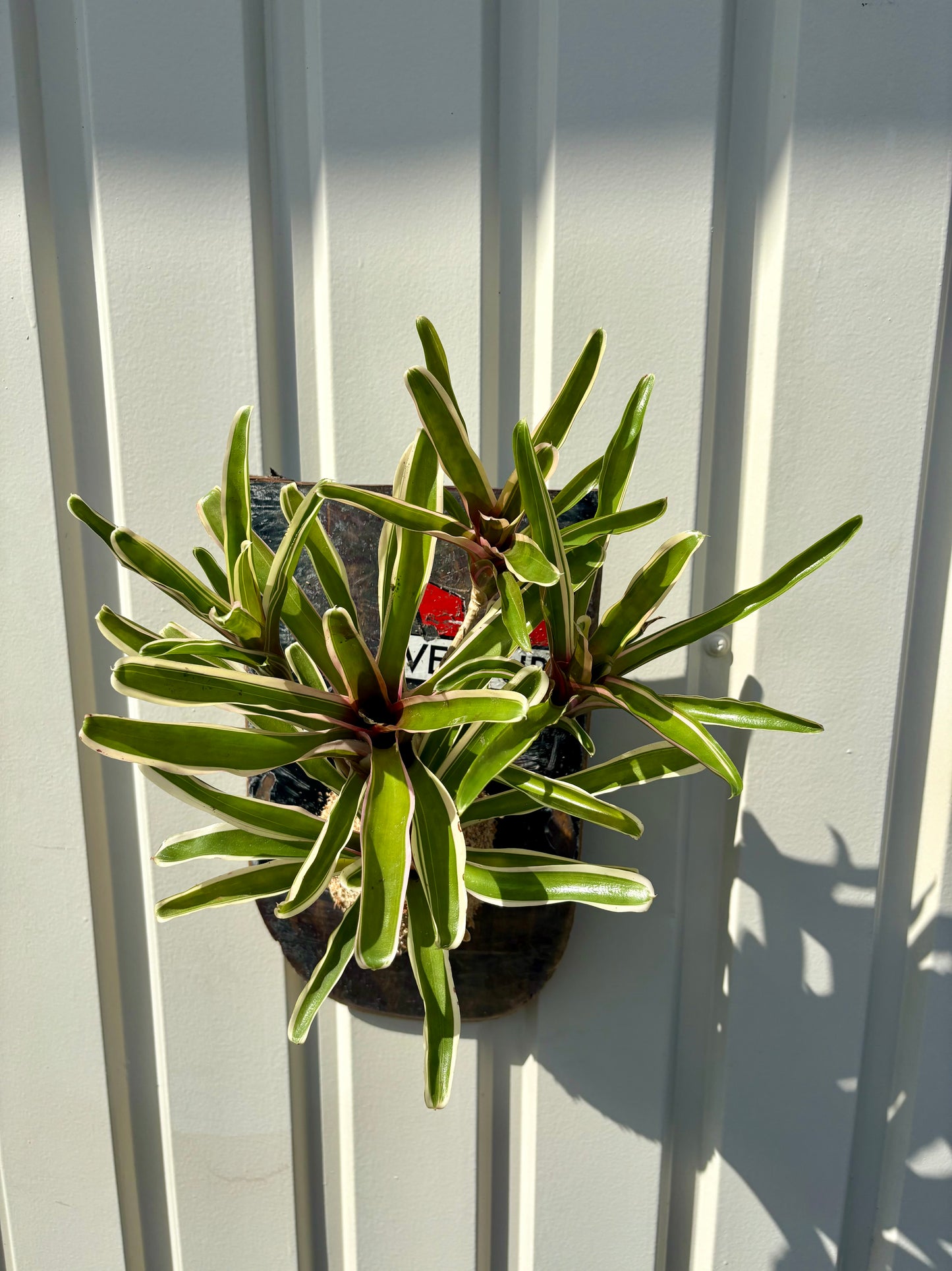 Neoregelia Fireball