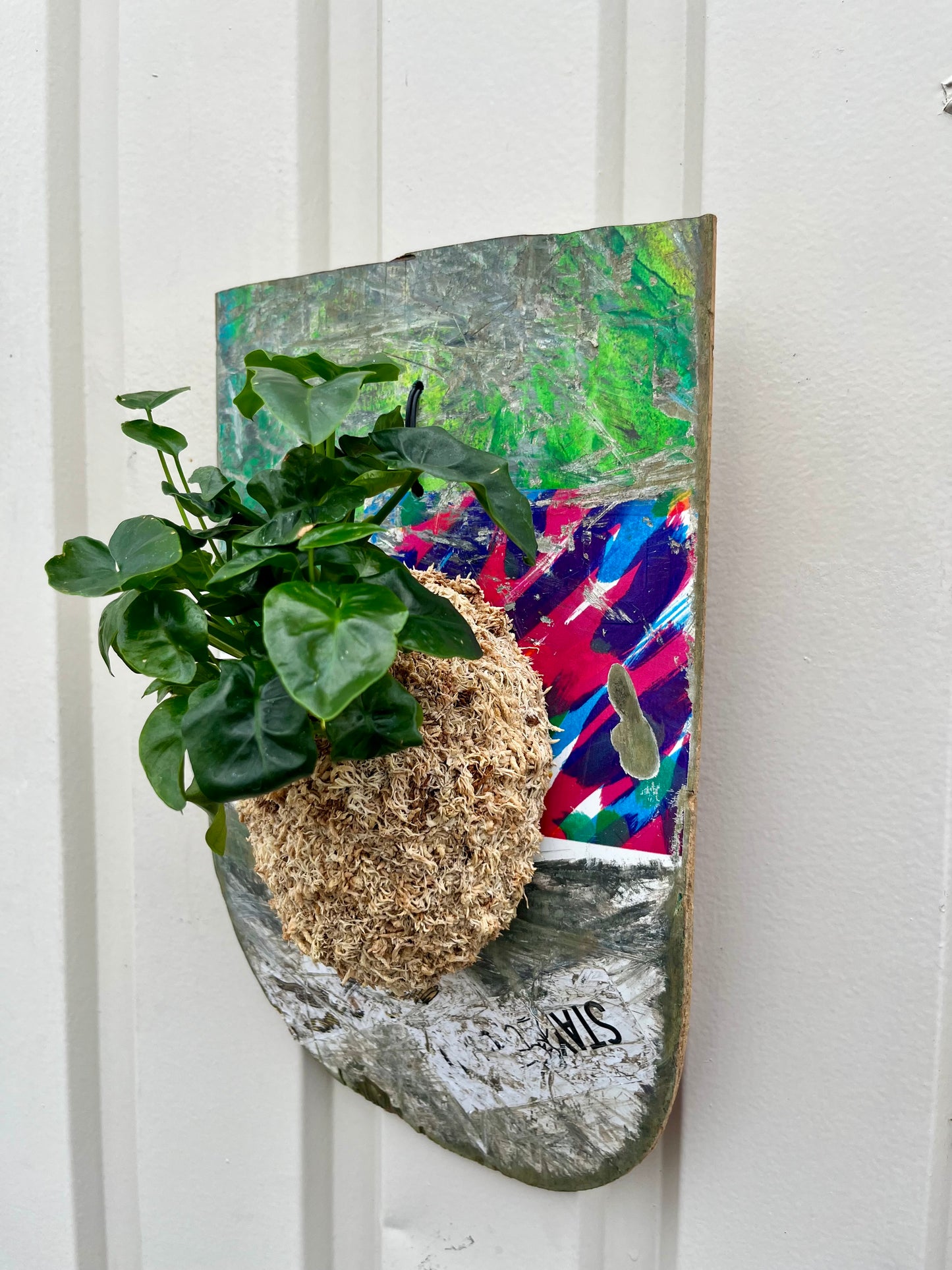 Philodendron selloum super atom