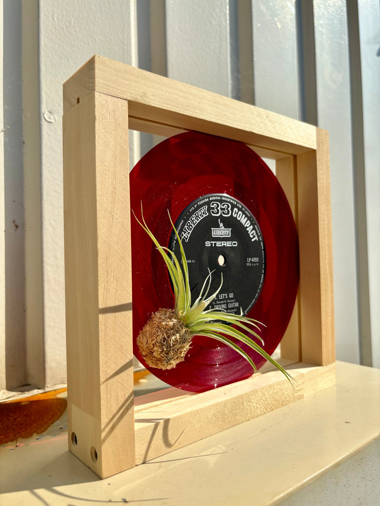Tillandsia in EP size frame -3