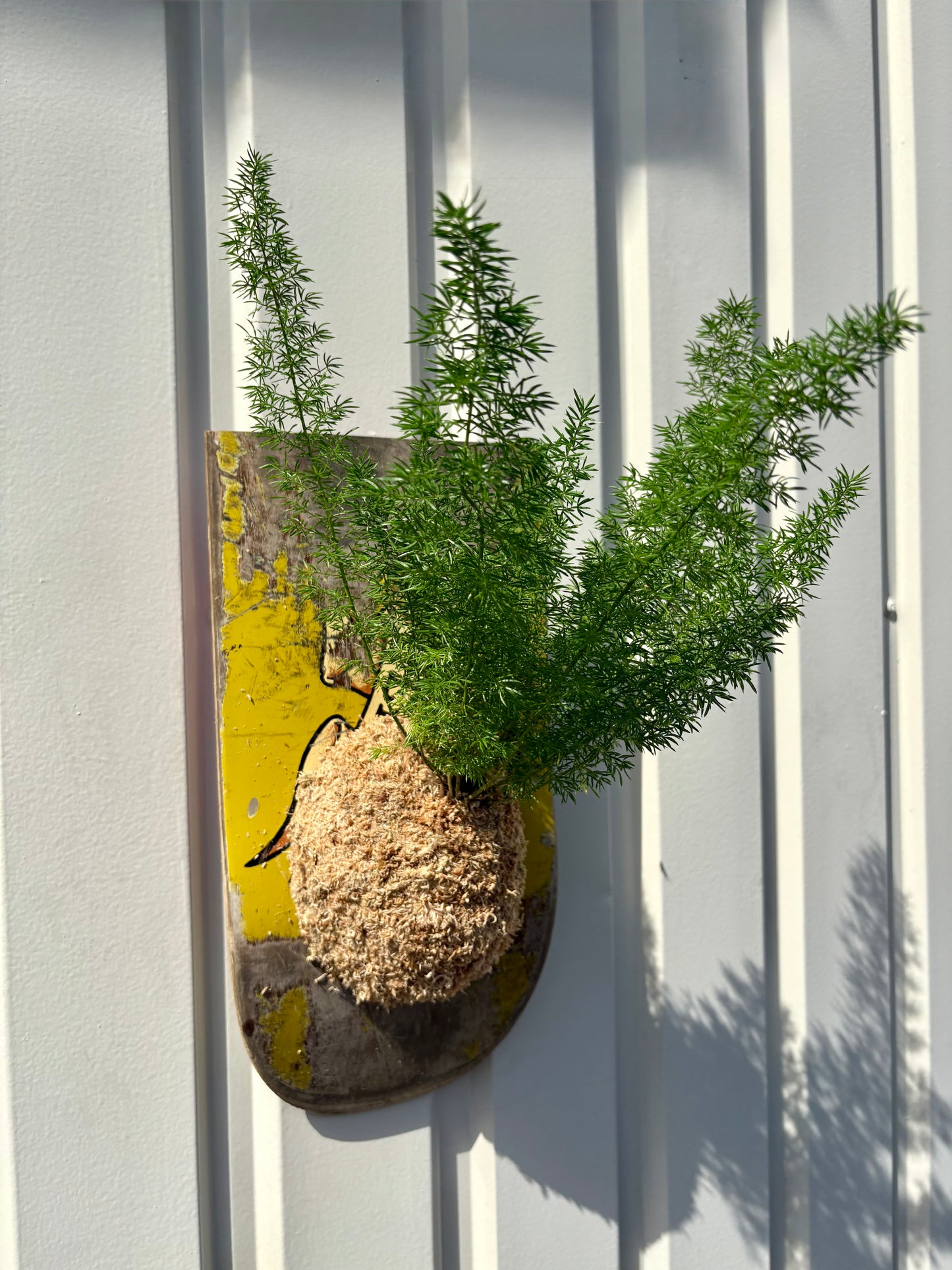 Asparagus setaceus Nanus