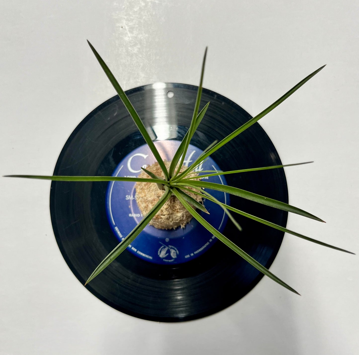 Tillandsia tricolor