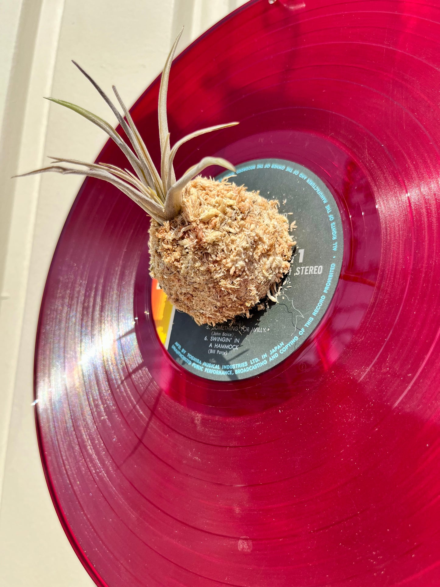 Tillandsia brachycaulos