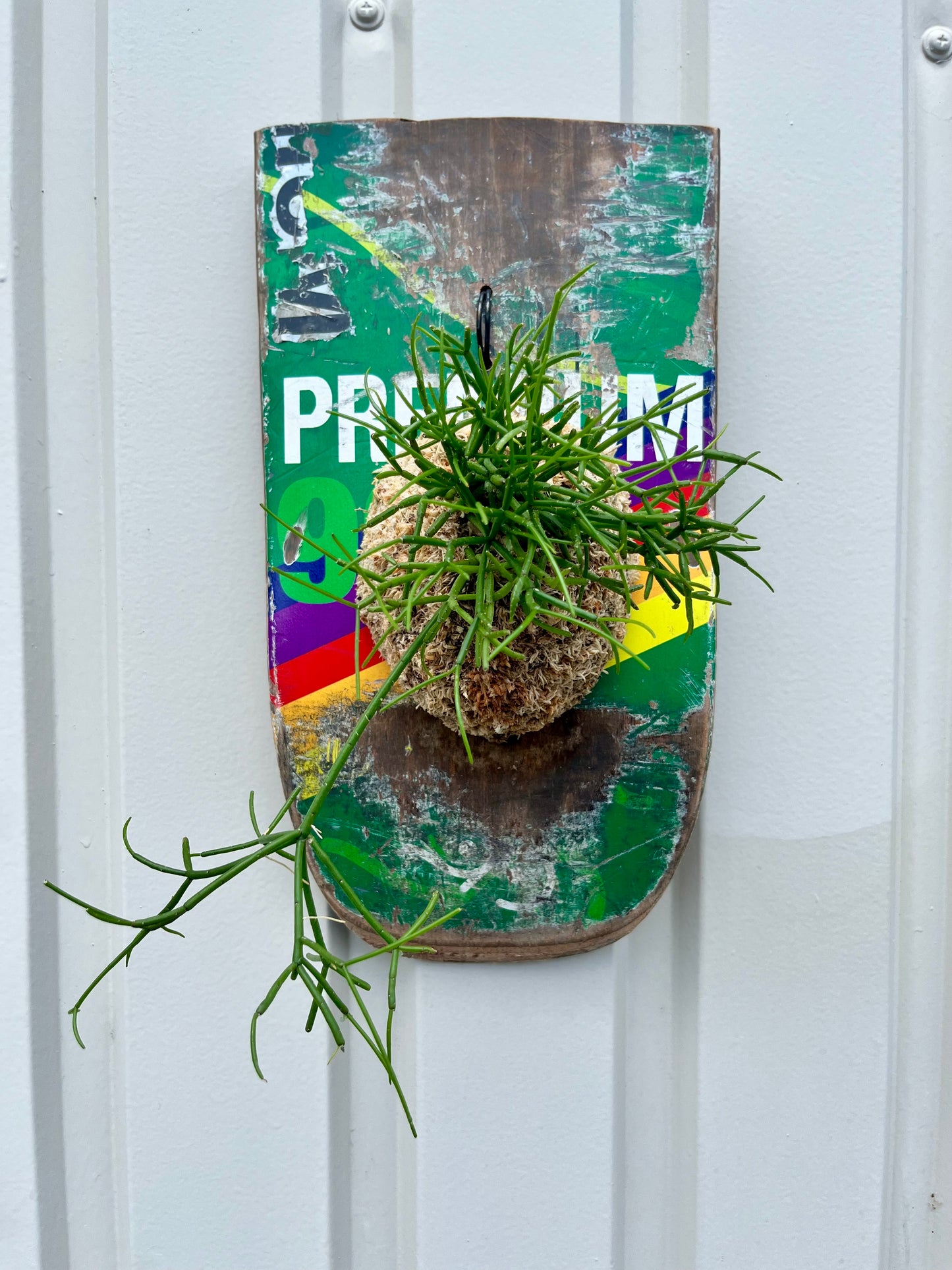 Rhipsalis cassutha