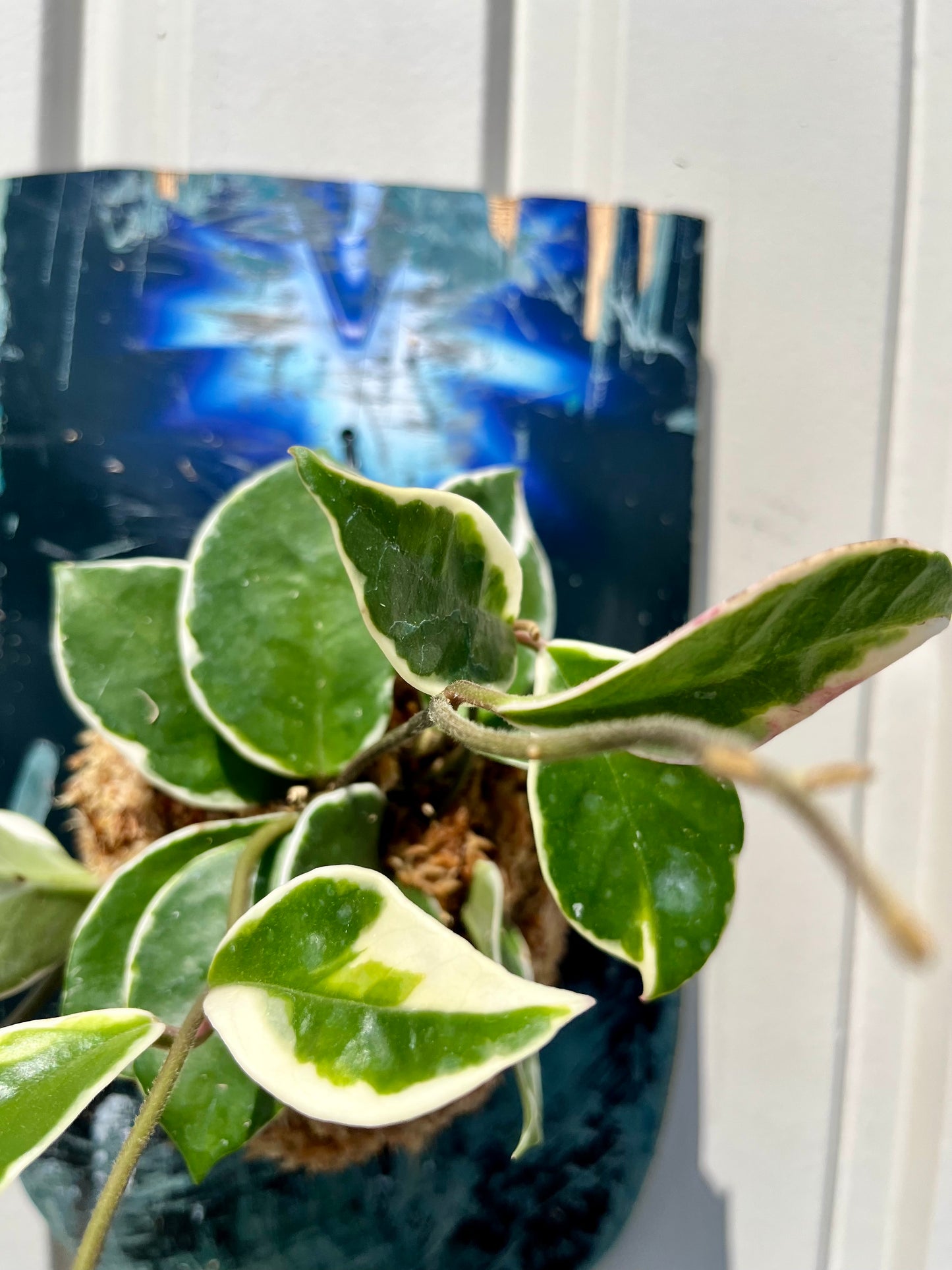 Hoya carnosa