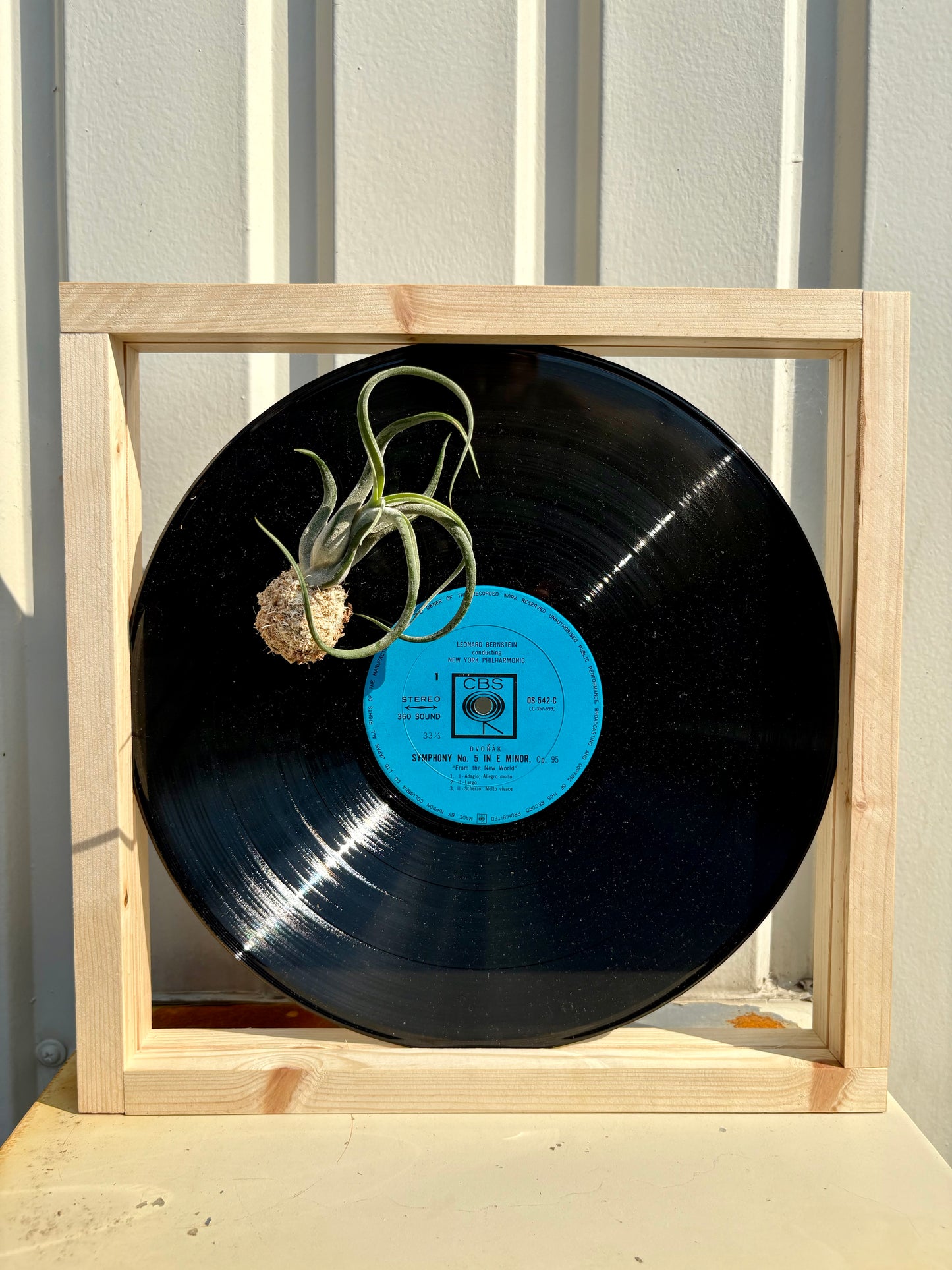 Tillandsia in LP size frame - 2