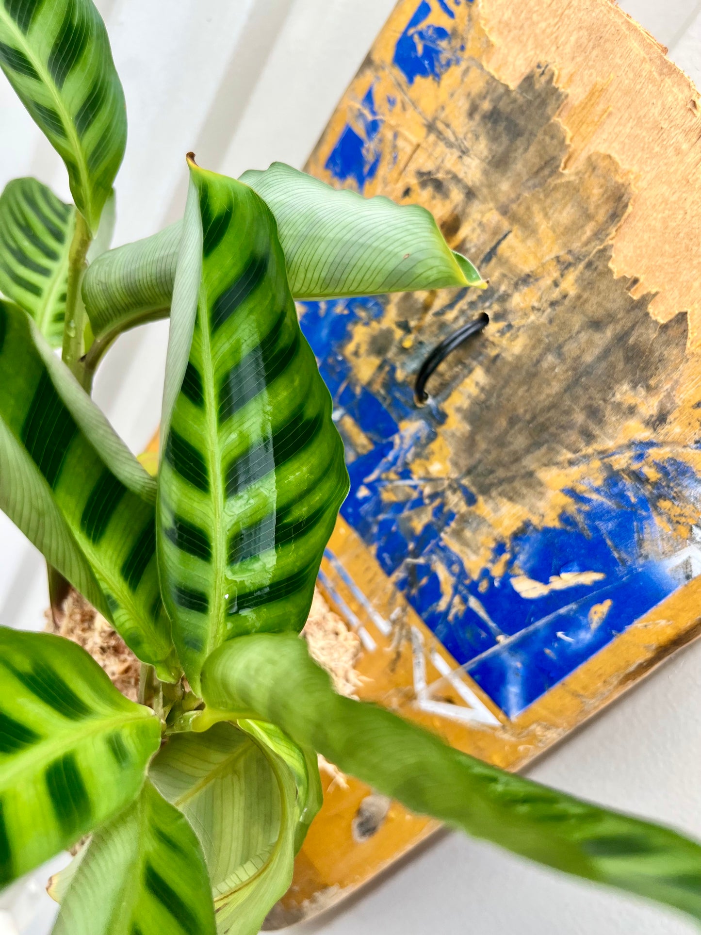 Calathea zebrina