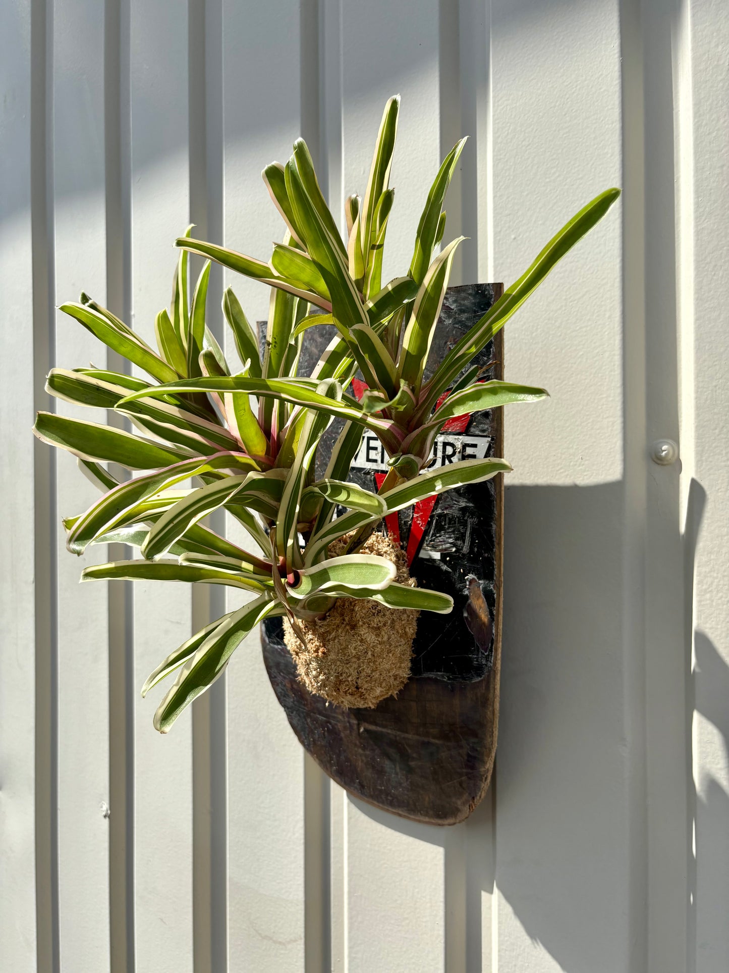 Neoregelia Fireball