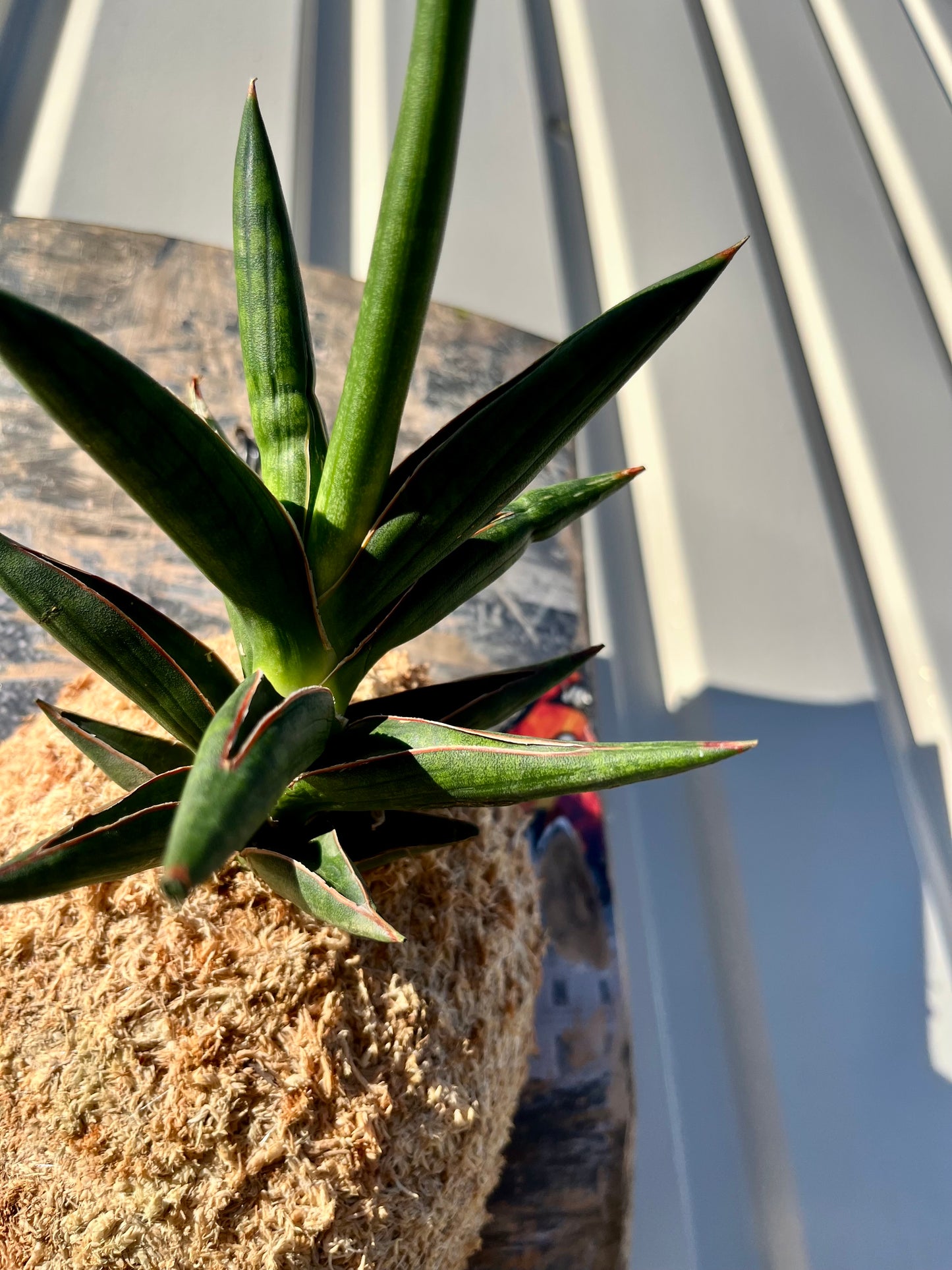 Sansevieria Kenia