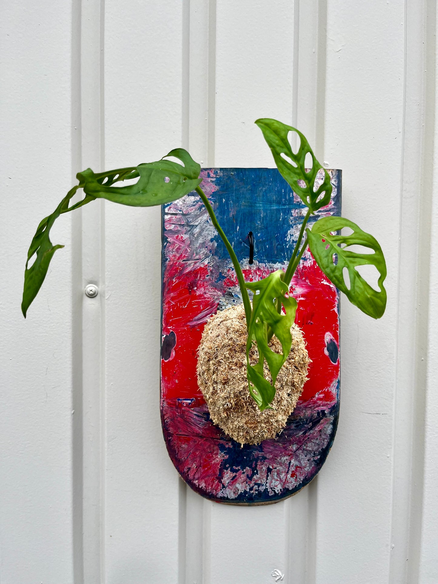 Monstera Friedrichsthalii