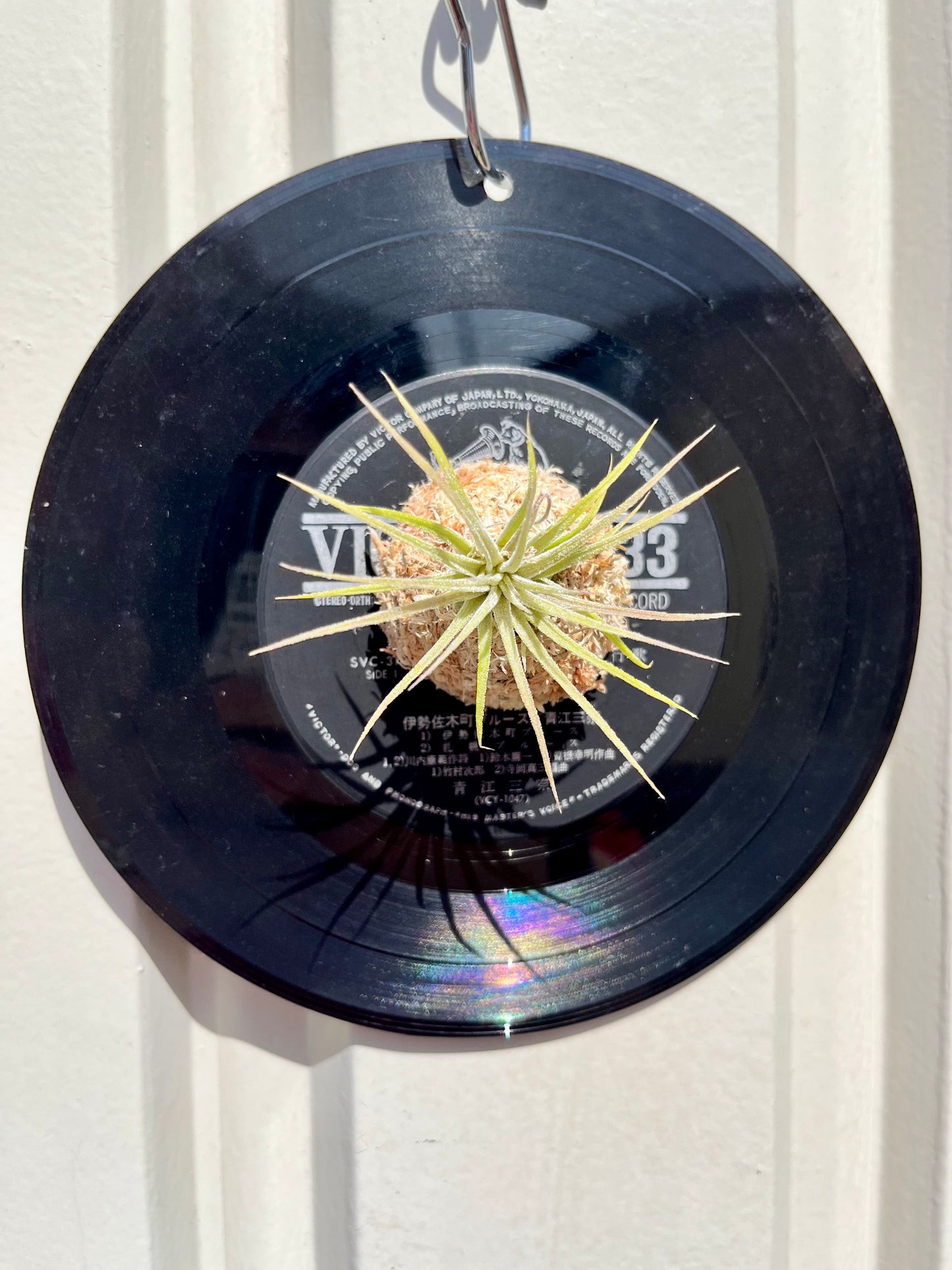 Tillandsia ionantha 'Hamimula'