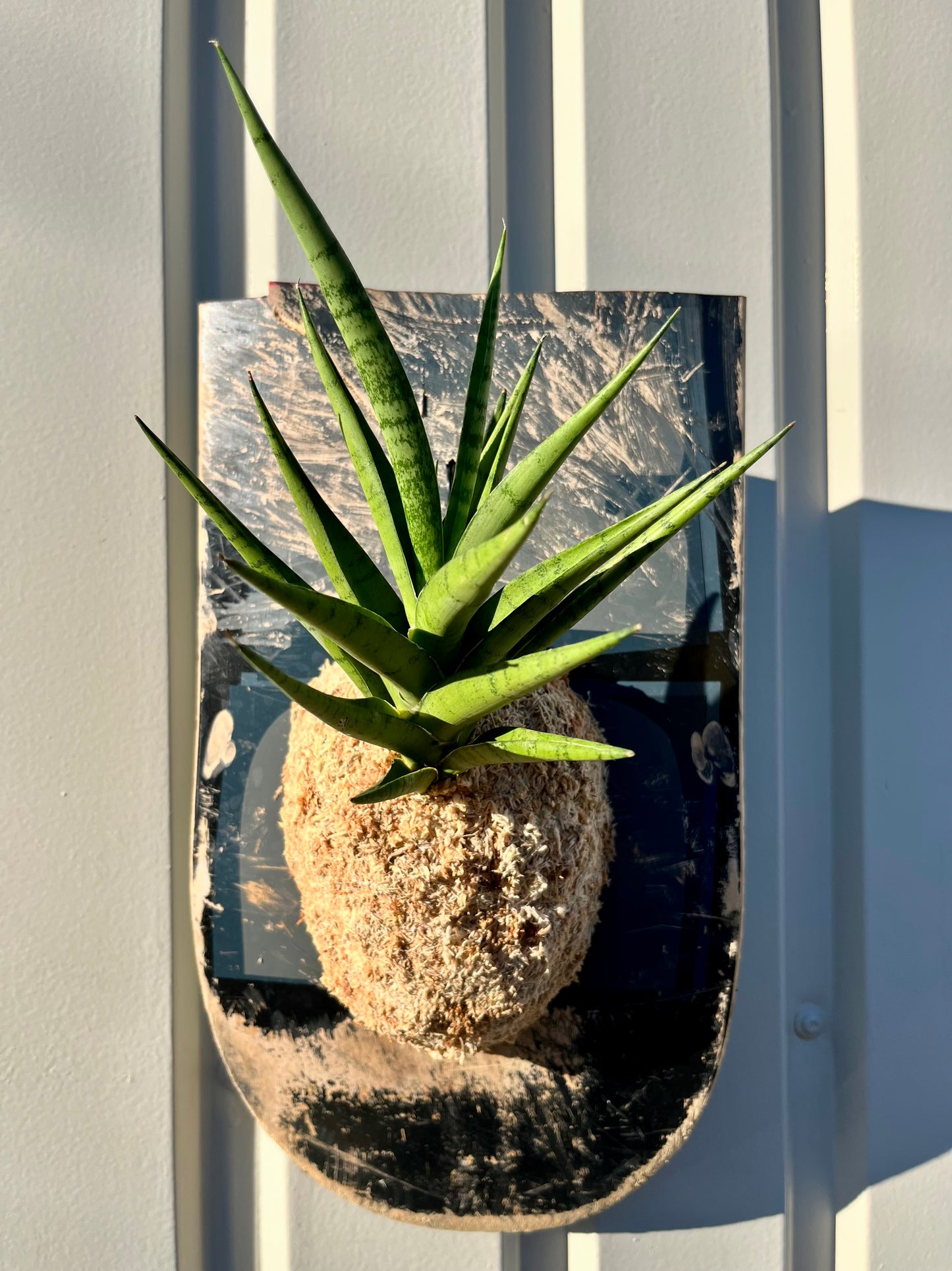 Sansevieria trifasciata B8
