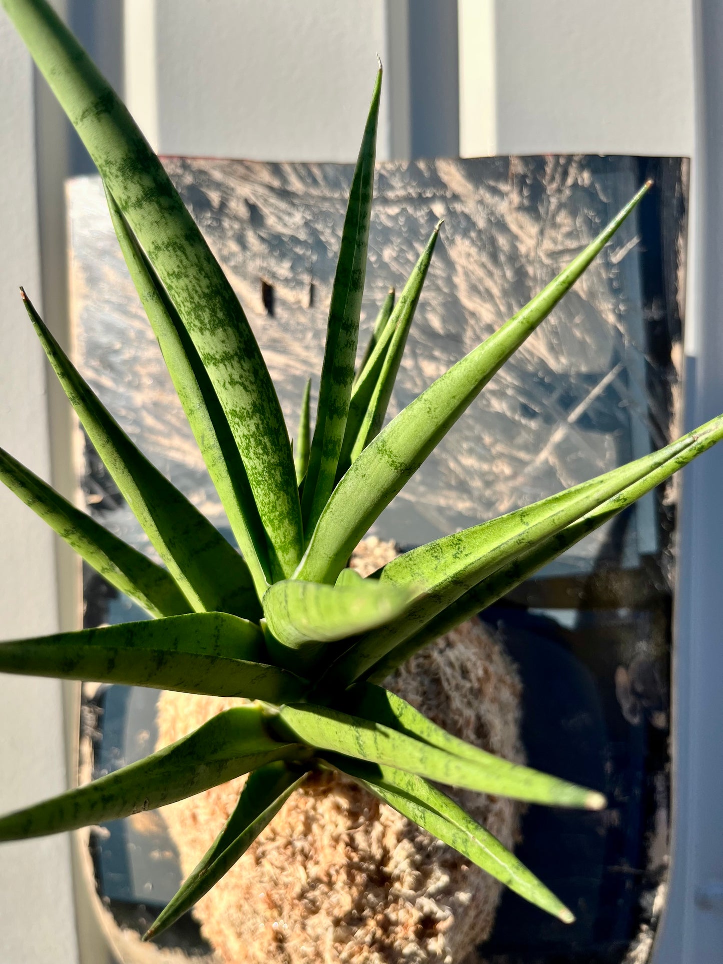 Sansevieria trifasciata B8