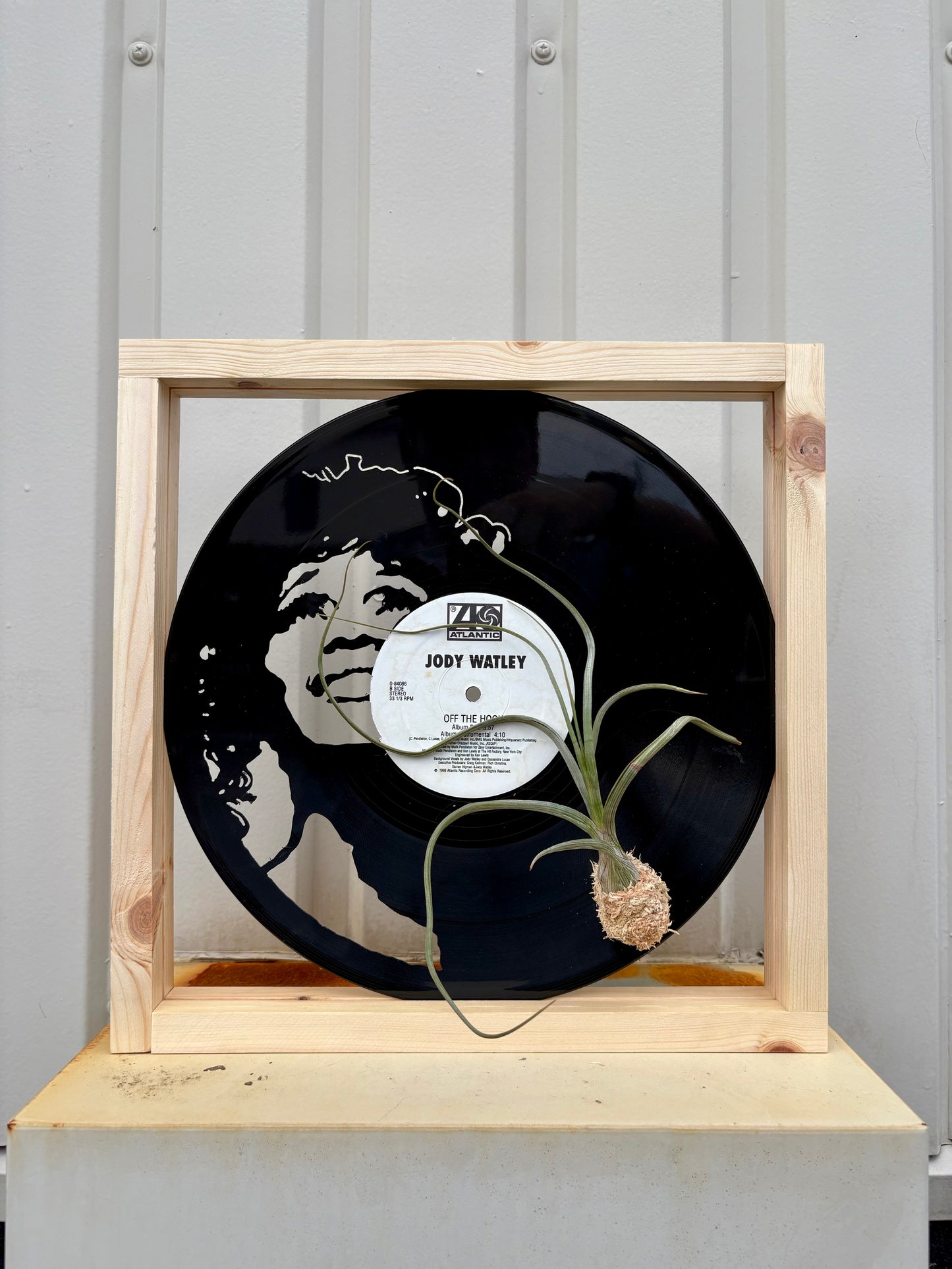 Tillandsia in LP size frame SINGER - 2