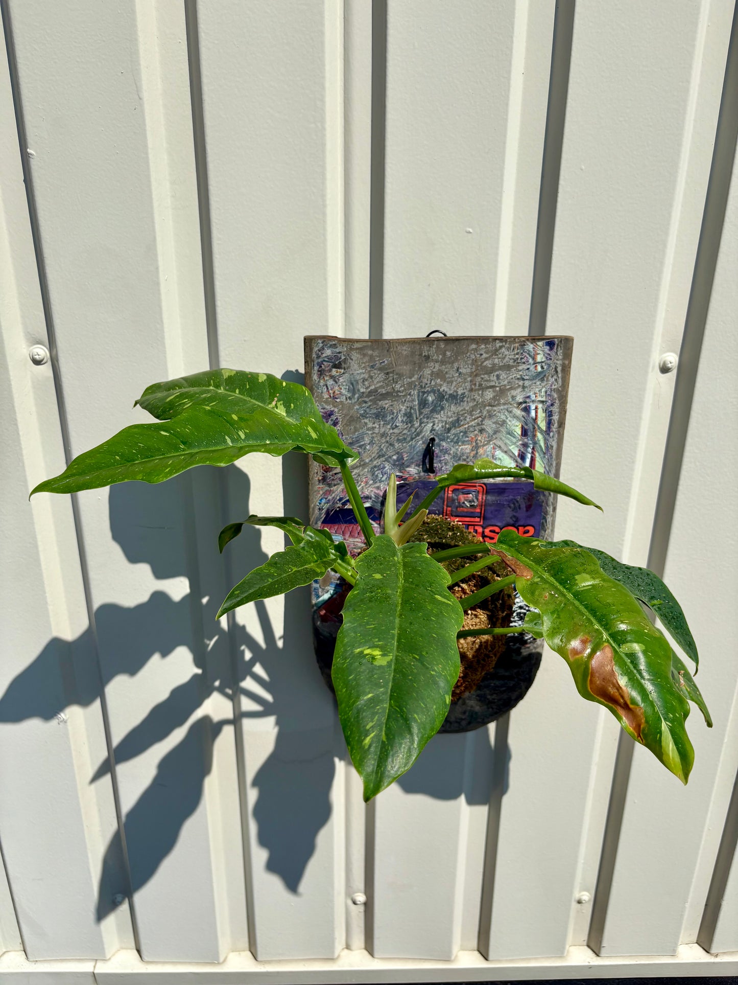 Philodendron Ring of Fire