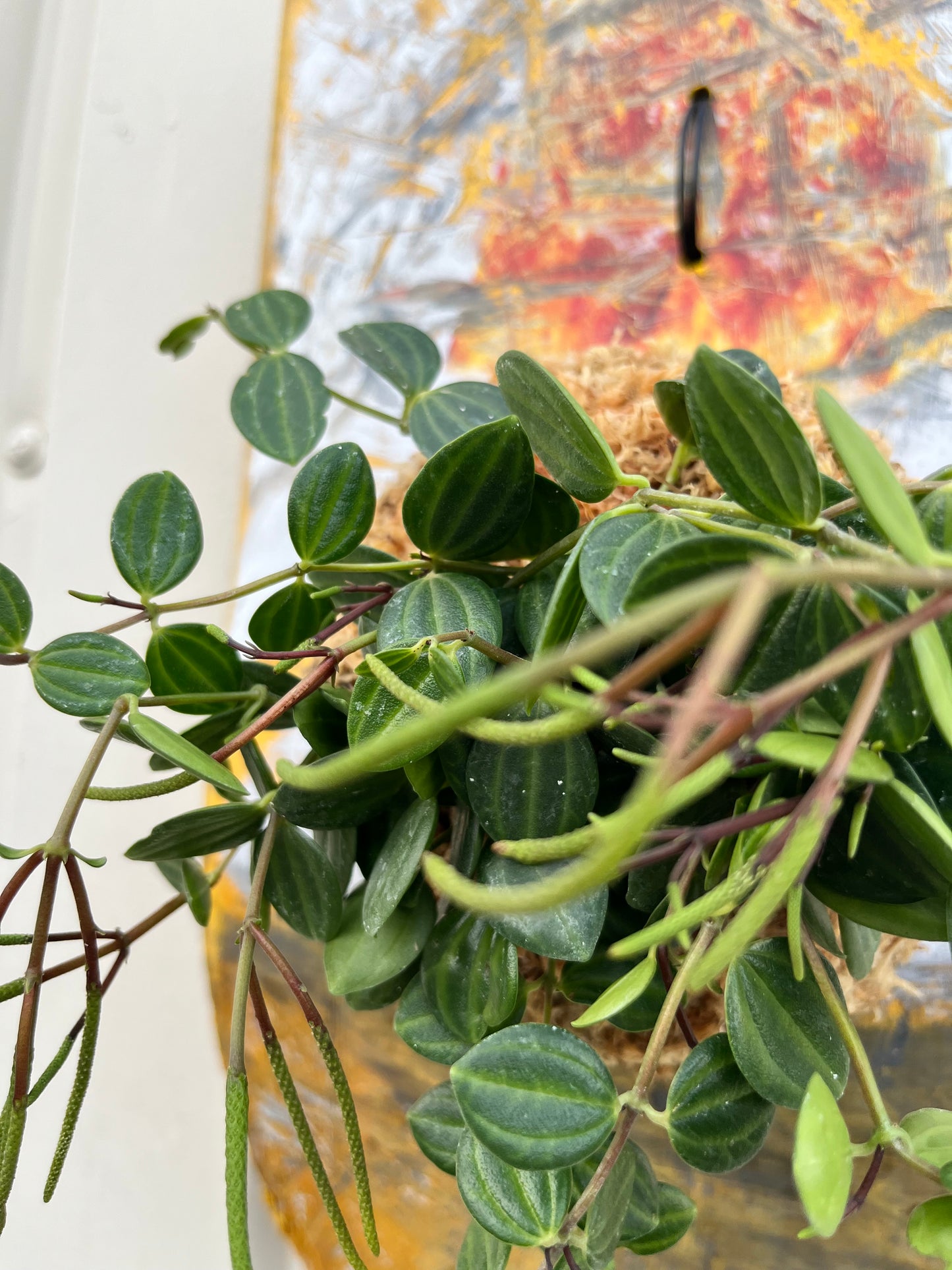 Peperomia angulata