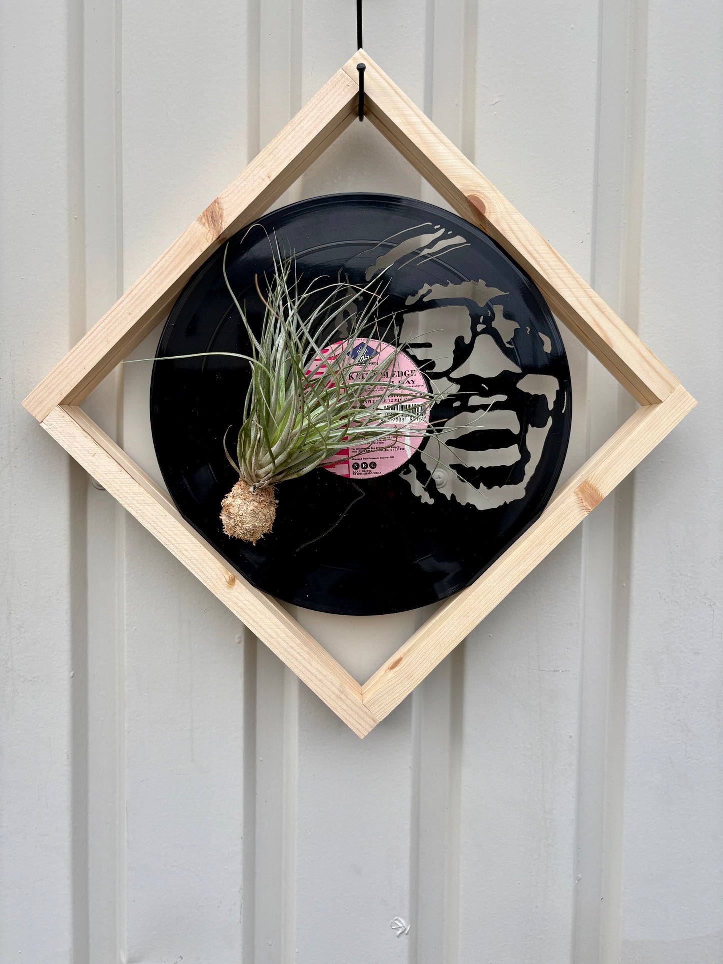 Tillandsia in LP size frame SINGER - 1