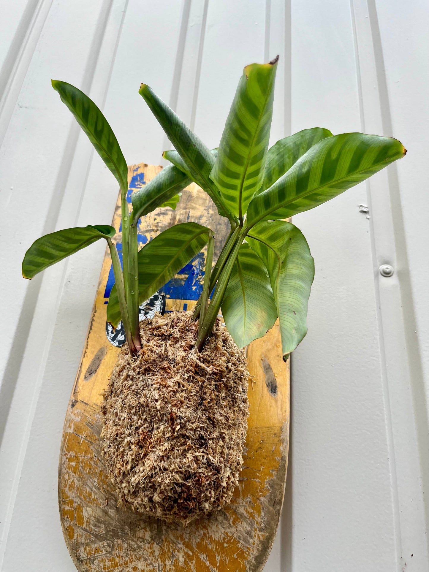 Calathea zebrina