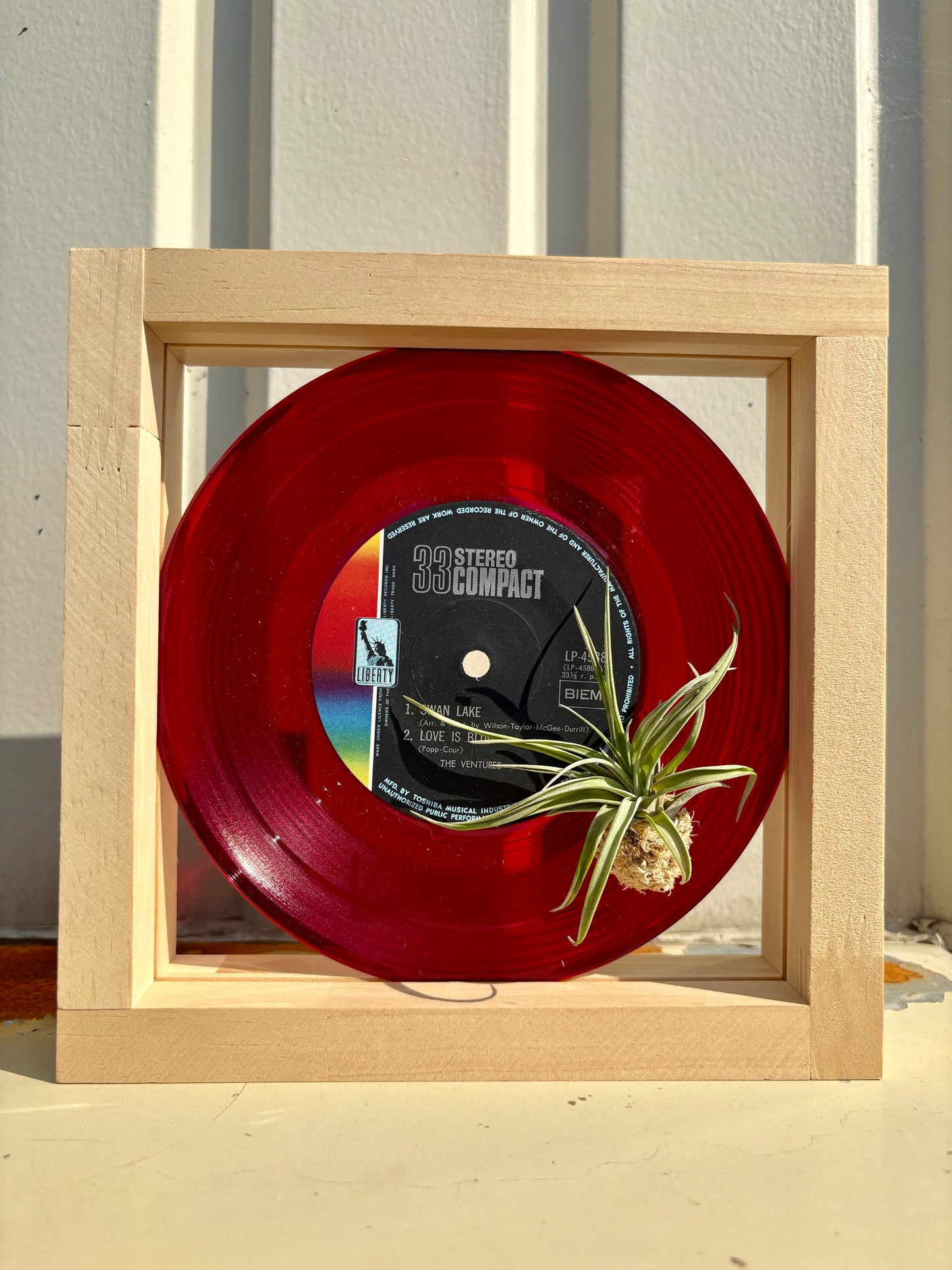 Tillandsia in EP size frame -1