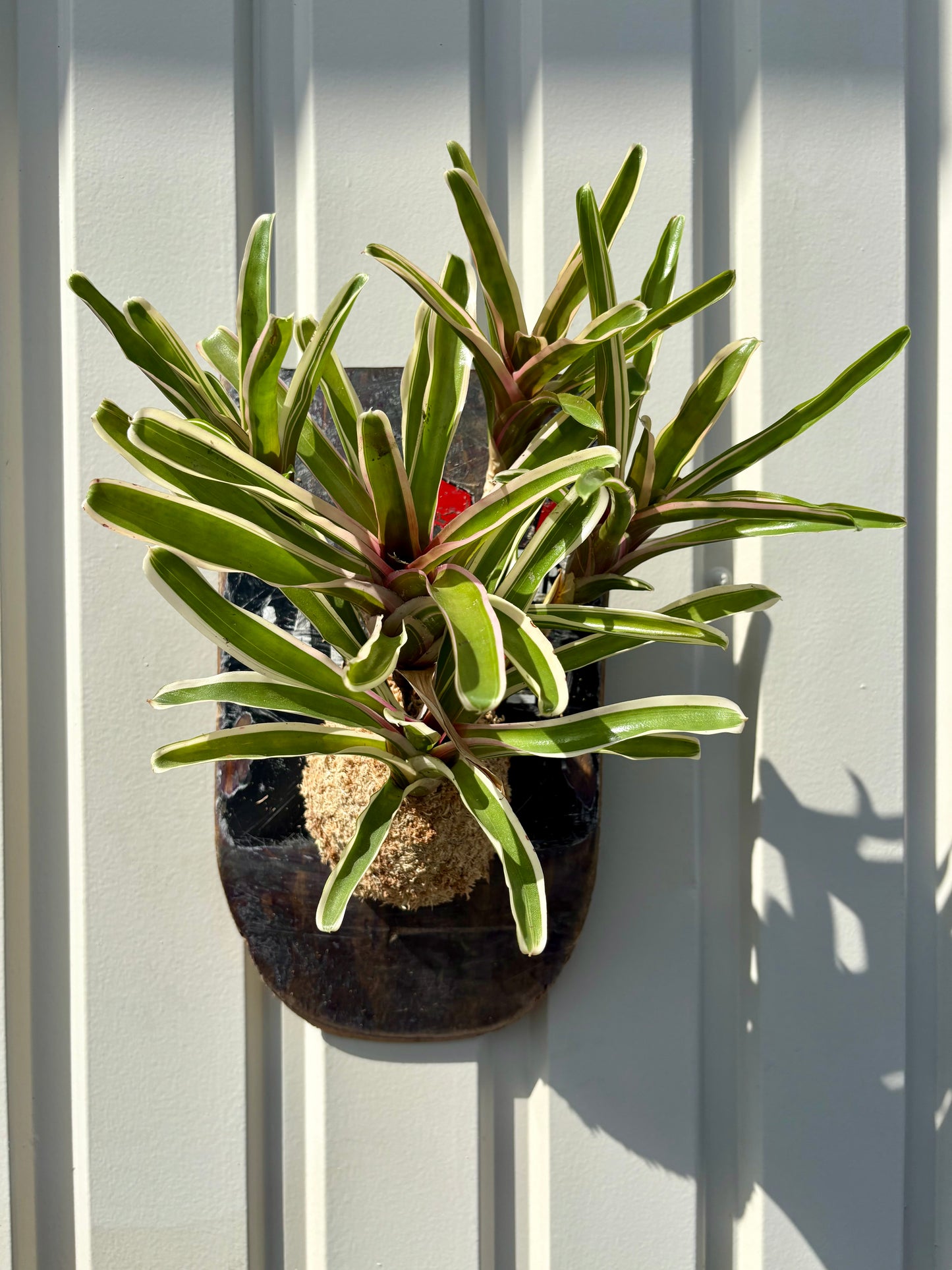 Neoregelia Fireball