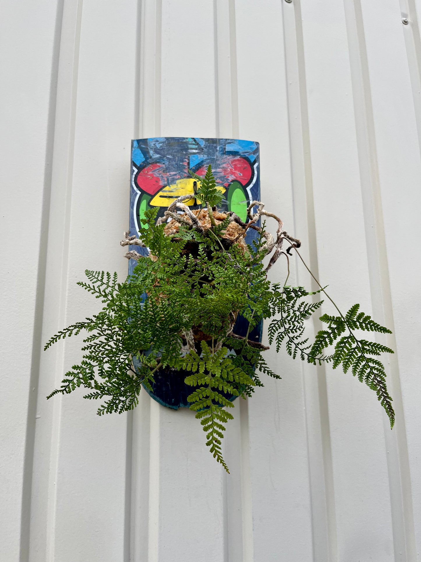 Humata tyermanii