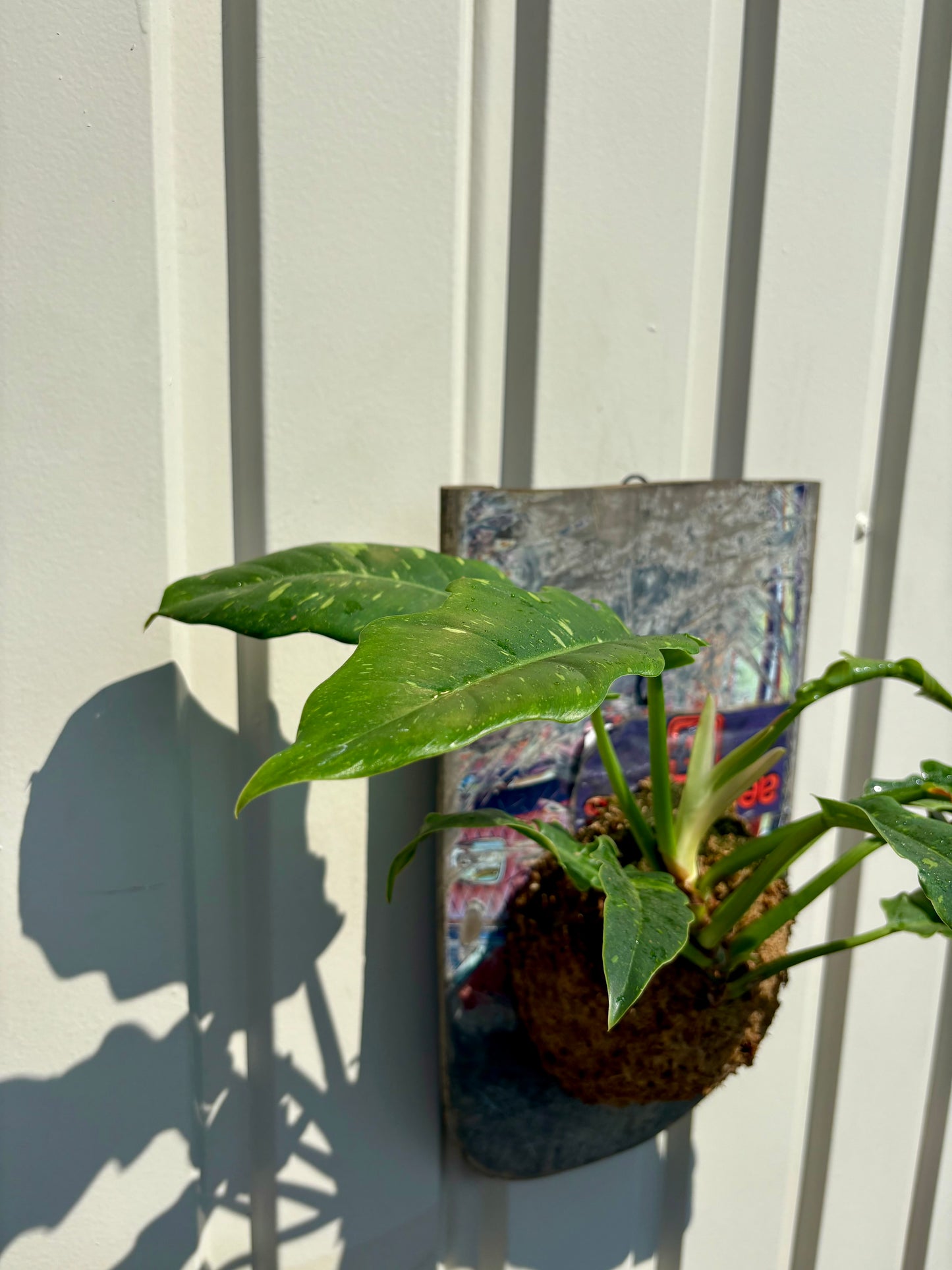 Philodendron Ring of Fire
