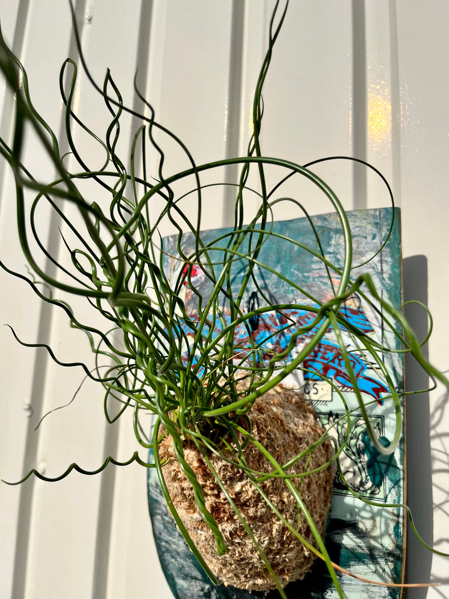Juncus effusus Spiralis