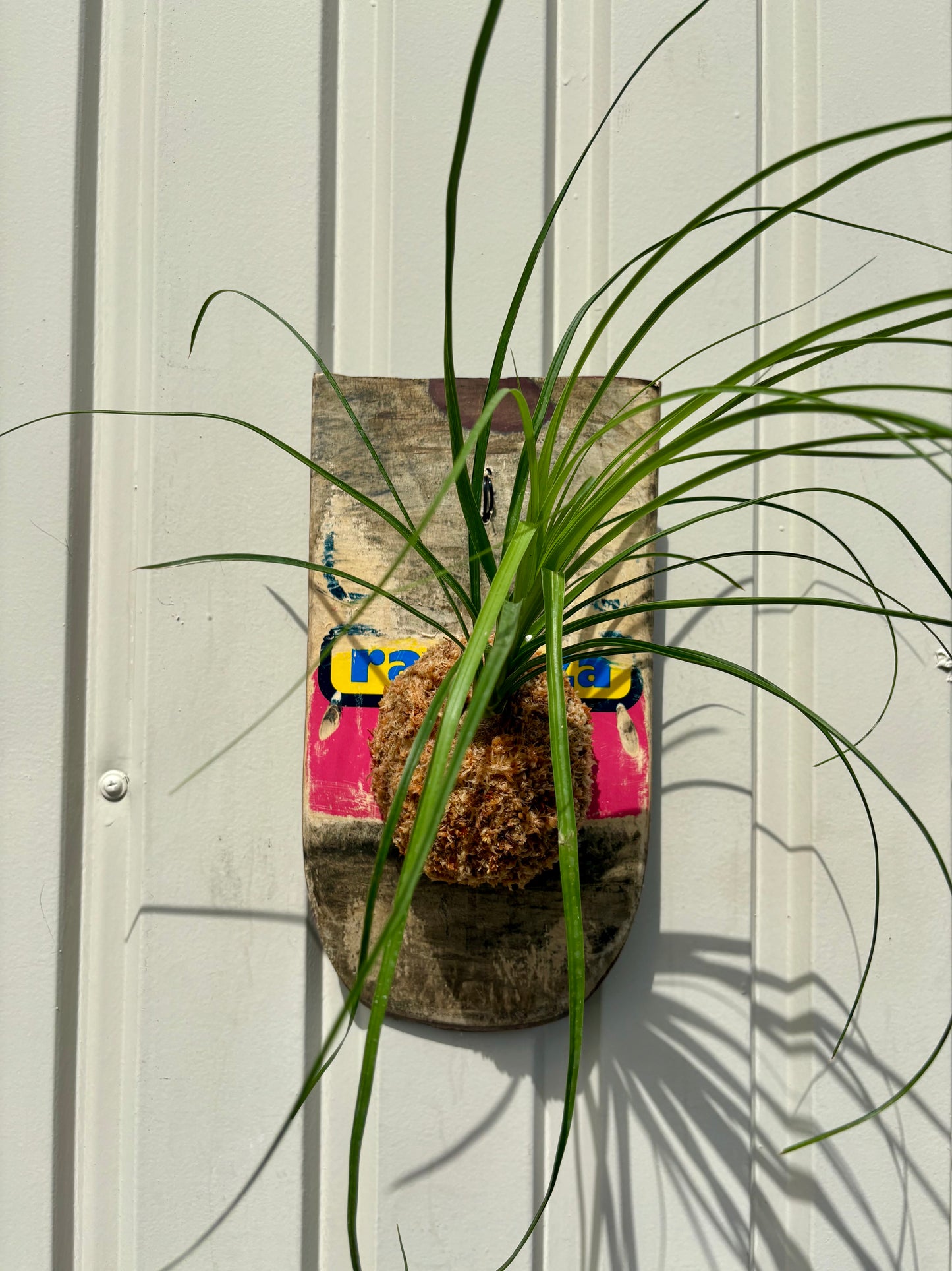 Ponytail palm