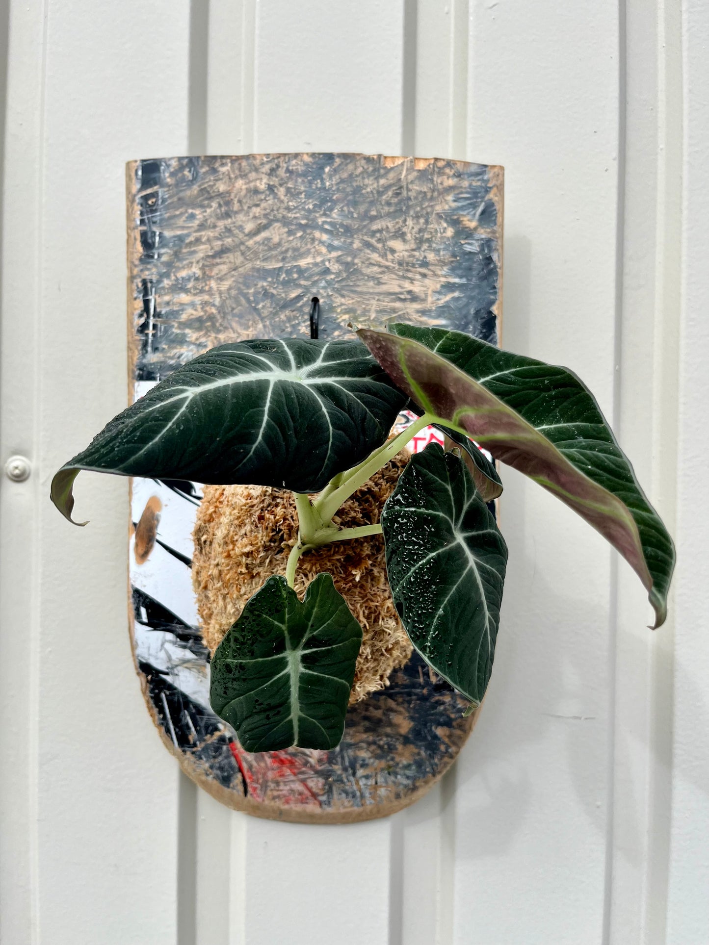 Alocasia reginula Black Velvet