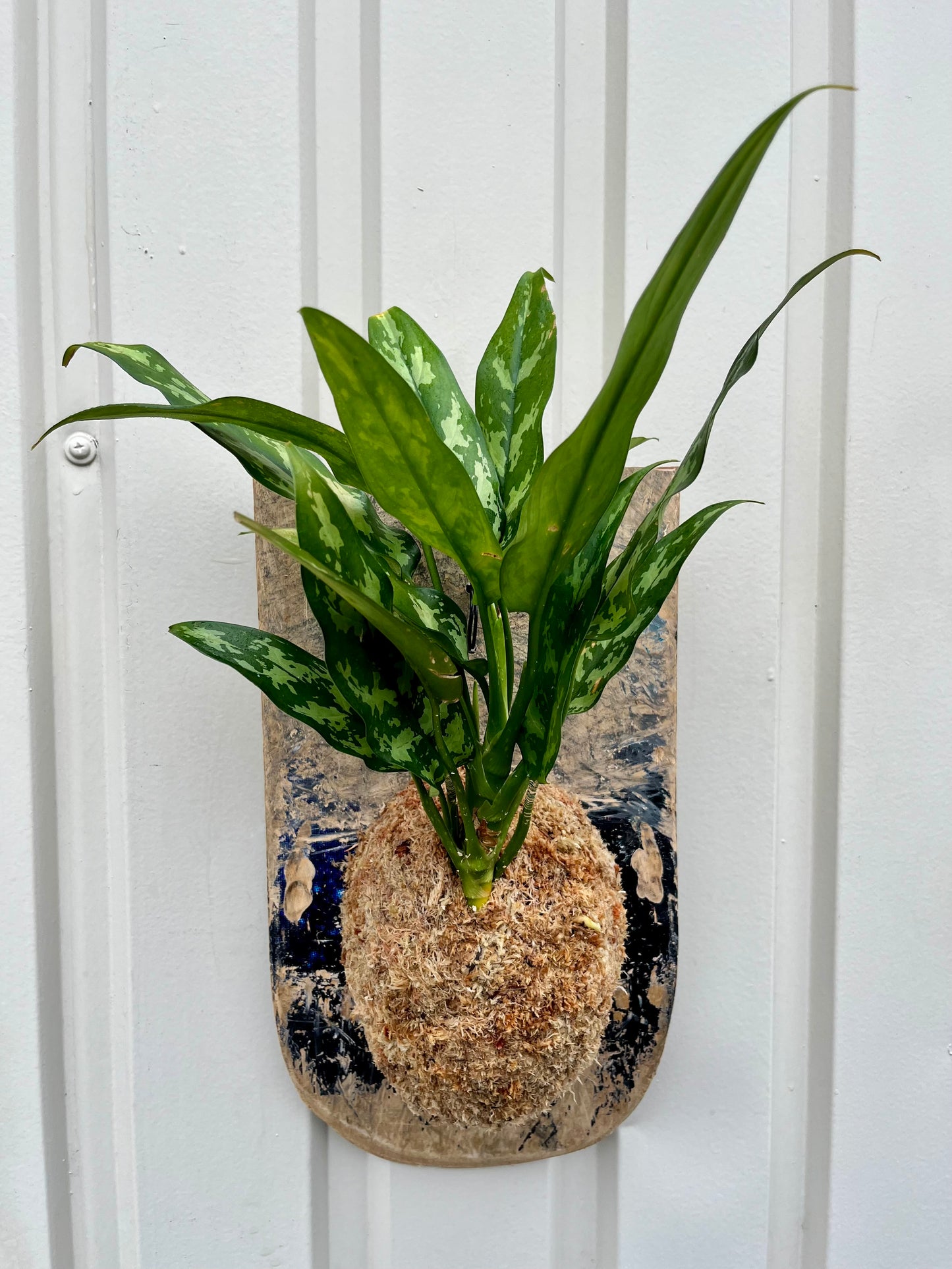 Aglaonema 'Maria'