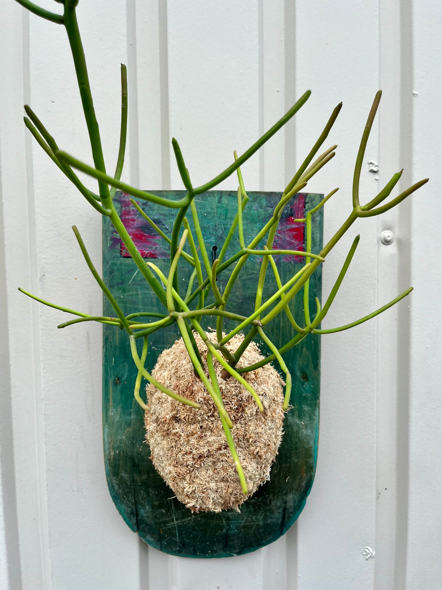 Euphorbia tirucalli