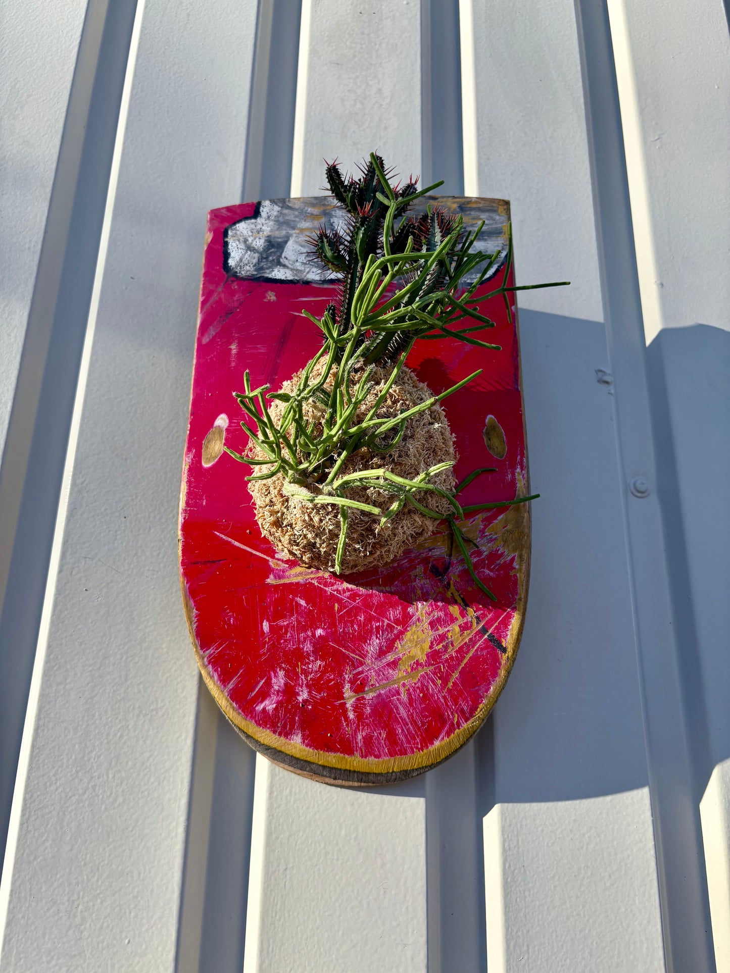 Euphorbia enopla x Rhipsalis baccifera