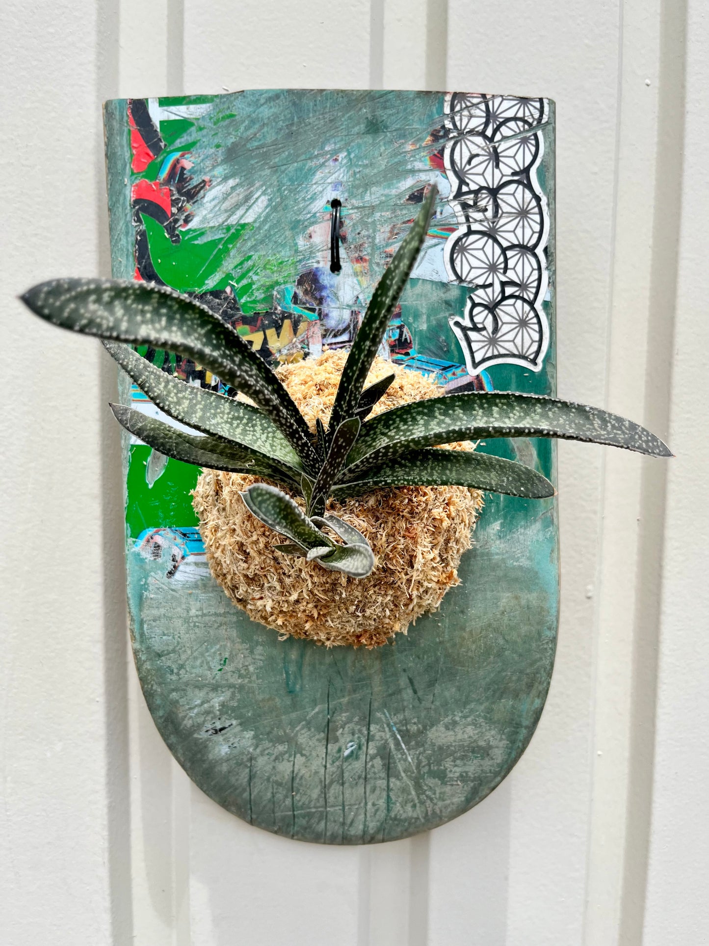Gasteria carinata v. verrucosa