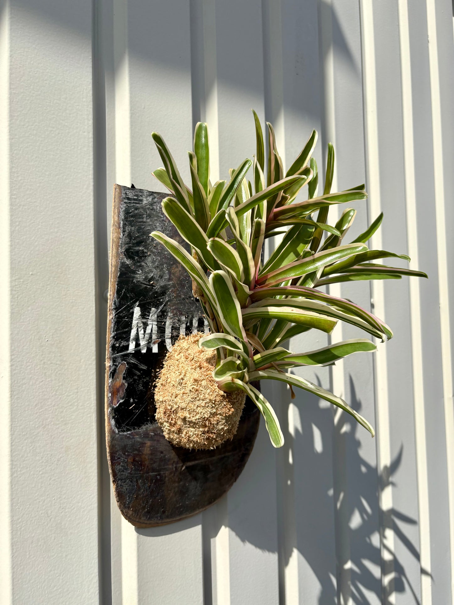 Neoregelia Fireball
