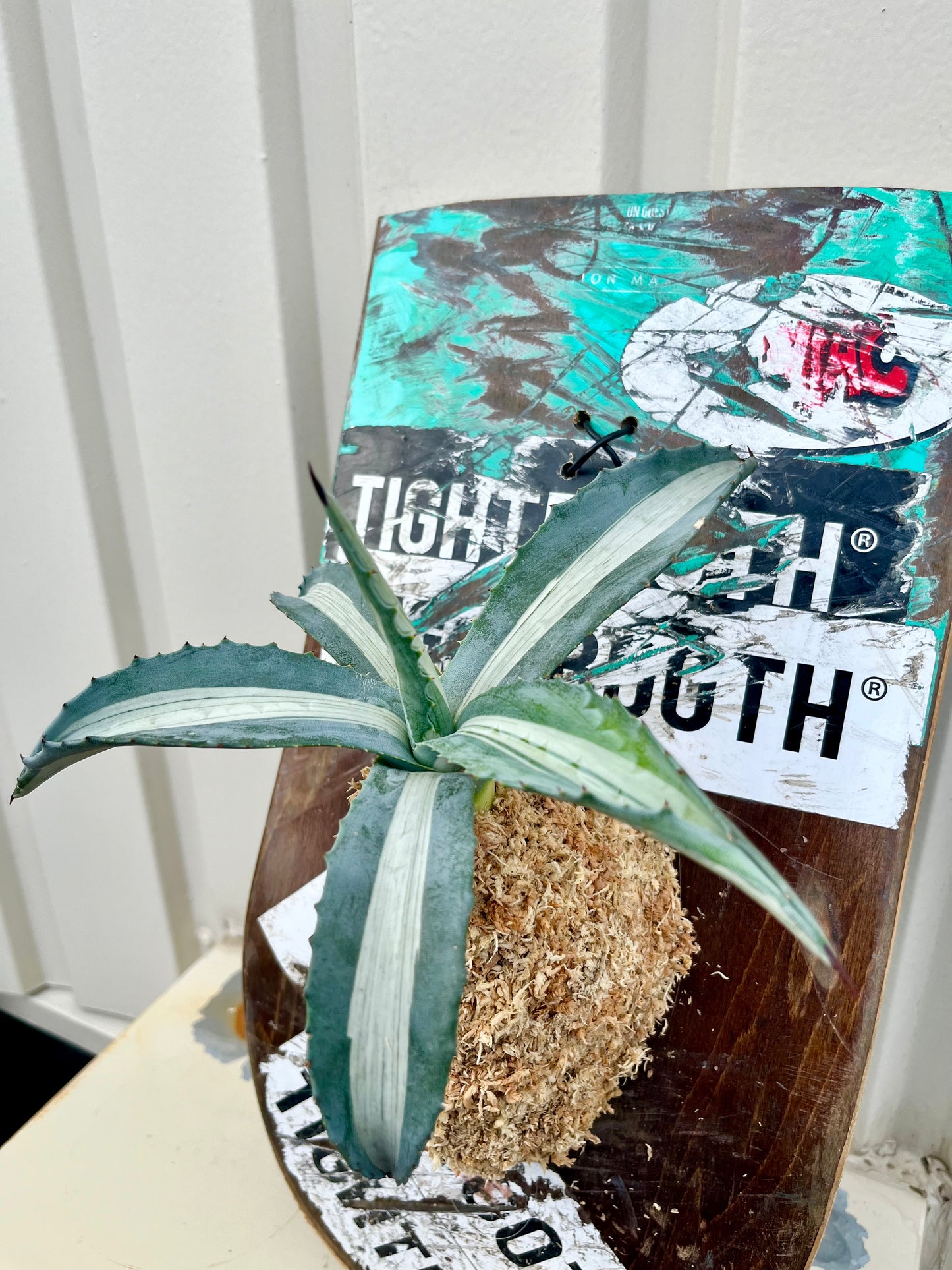 Agave americana mediopicta alba