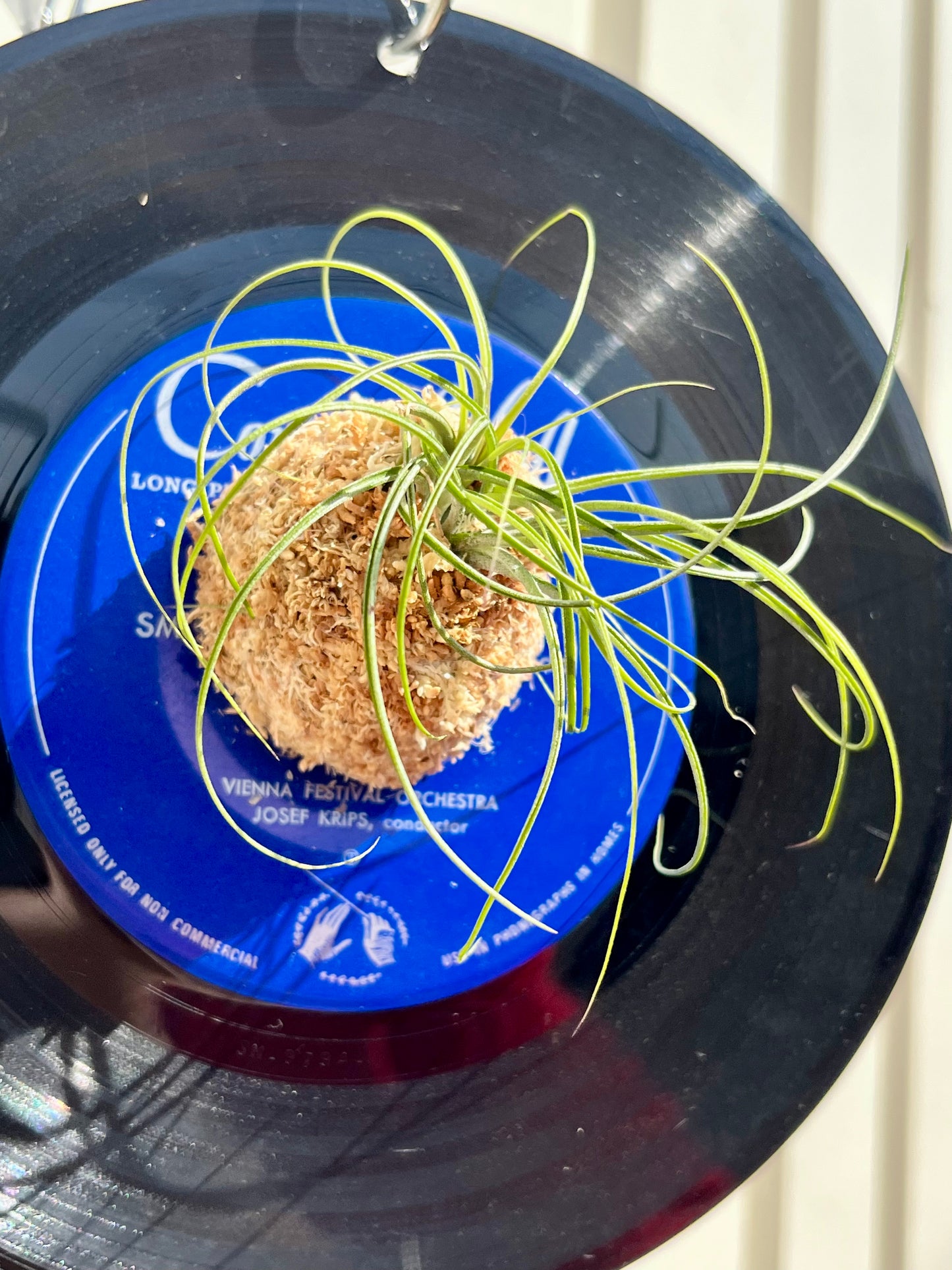 Tillandsia stricta