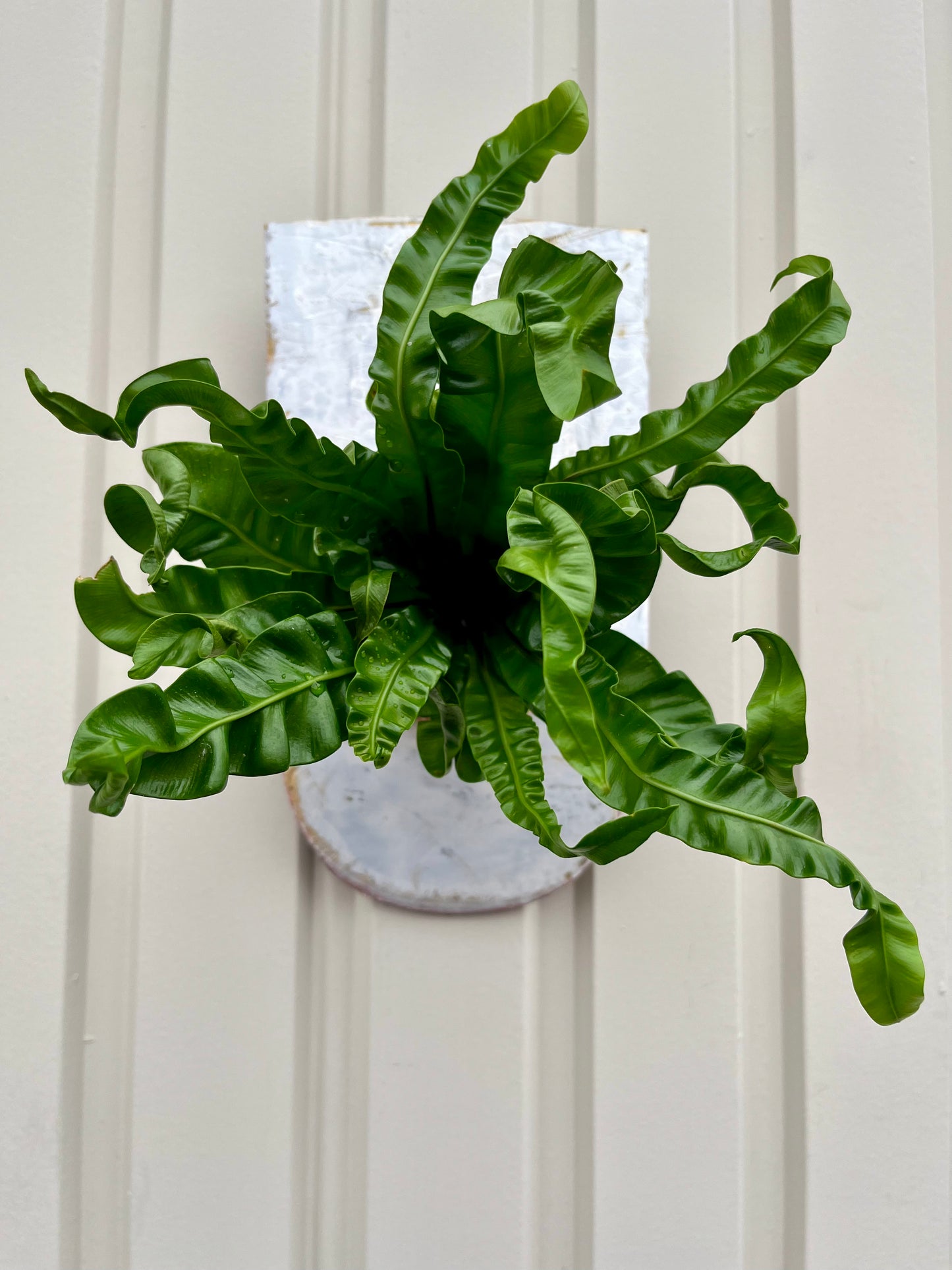 Asplenium plicatum Akaki