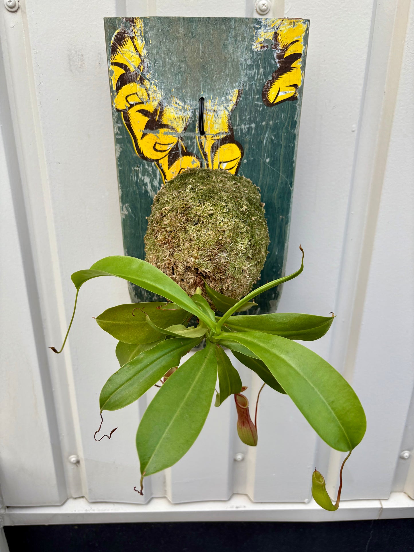 Nepenthes alata