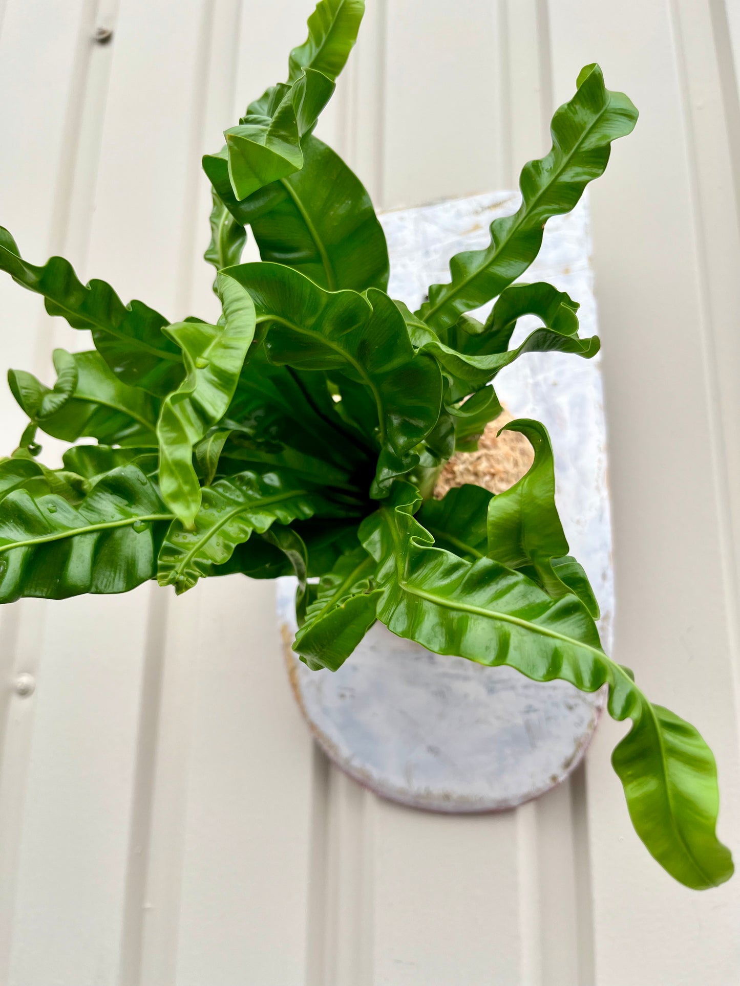 Asplenium plicatum Akaki