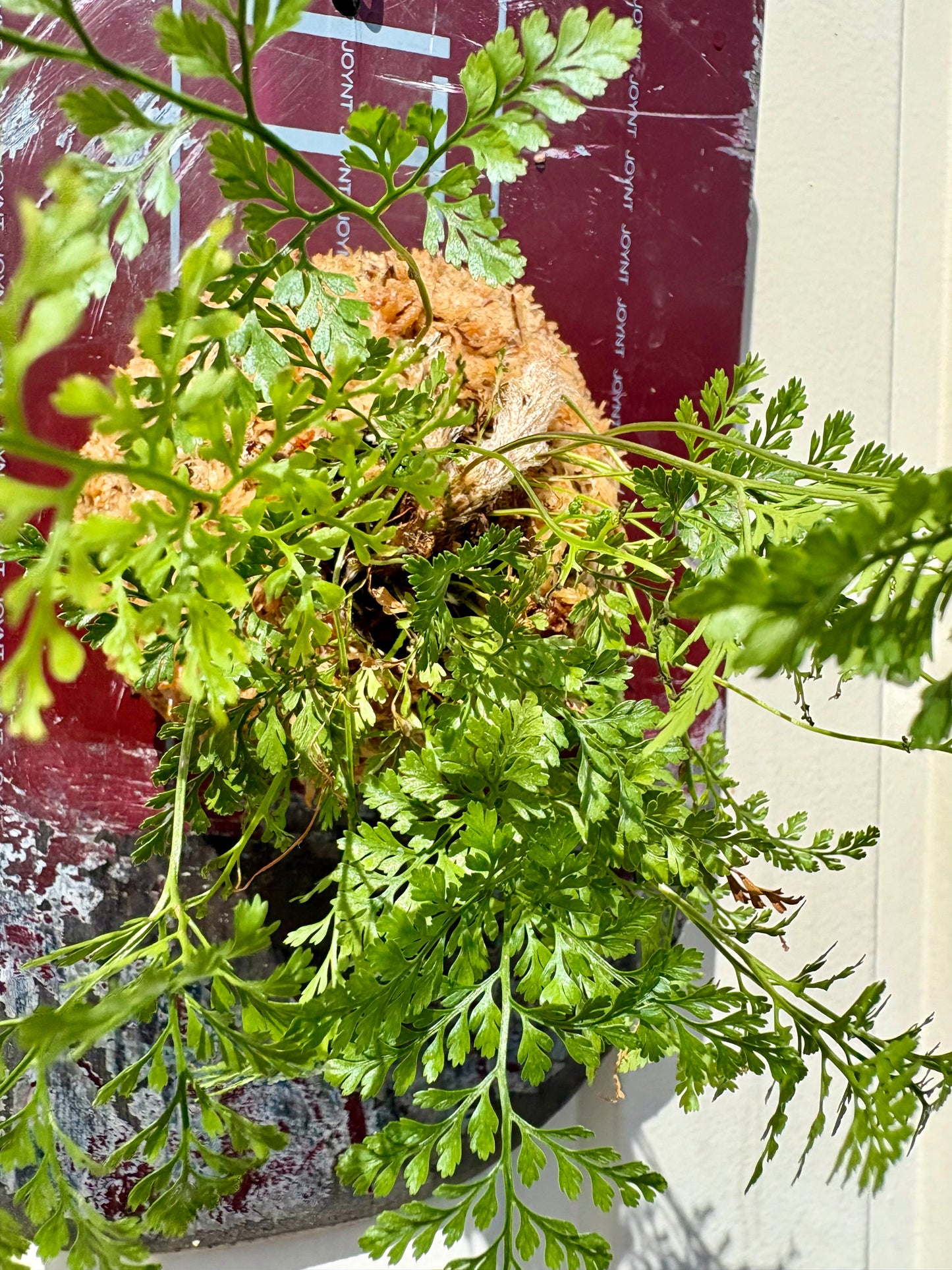Humata tyermanii