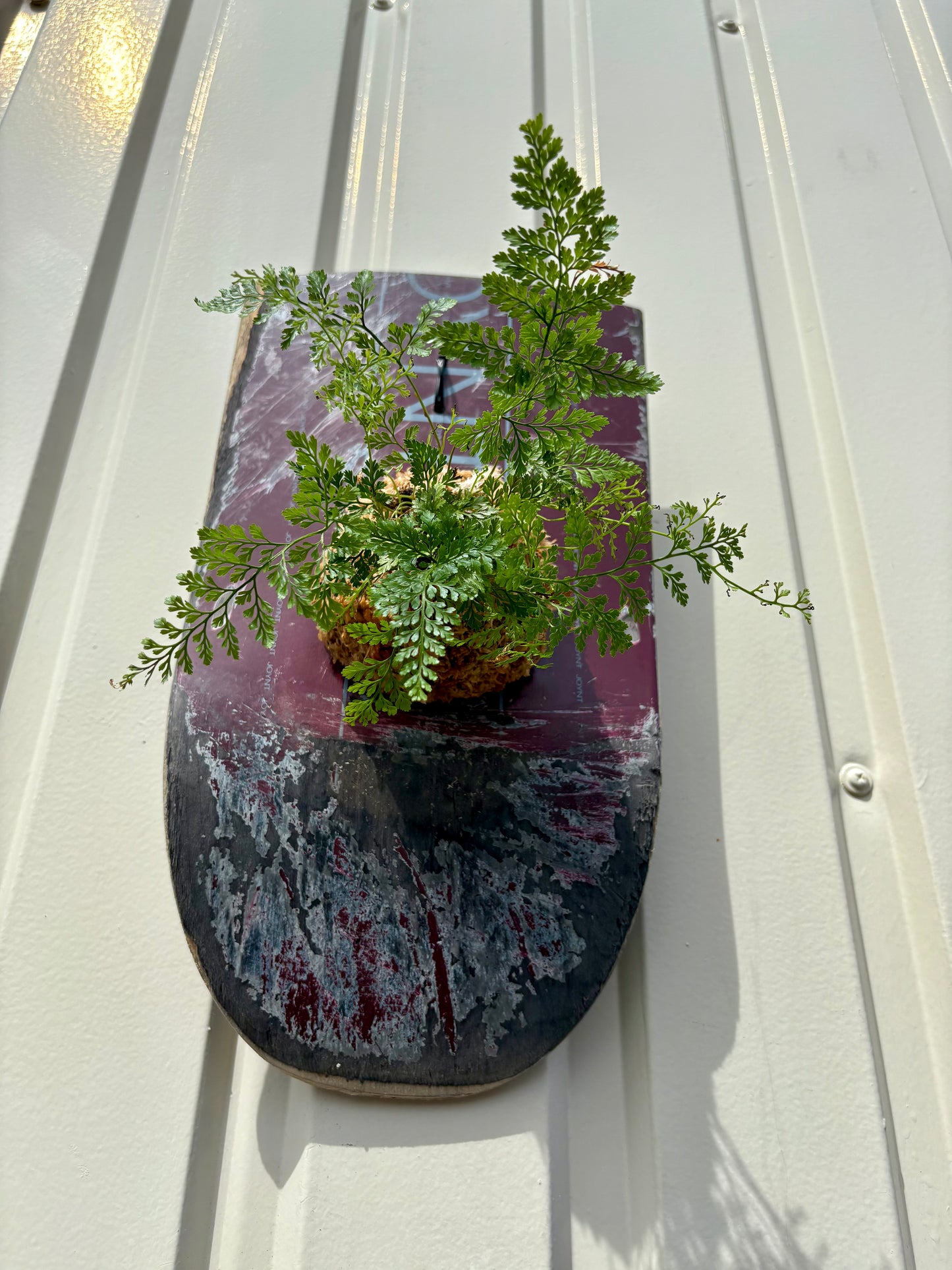 Humata tyermanii