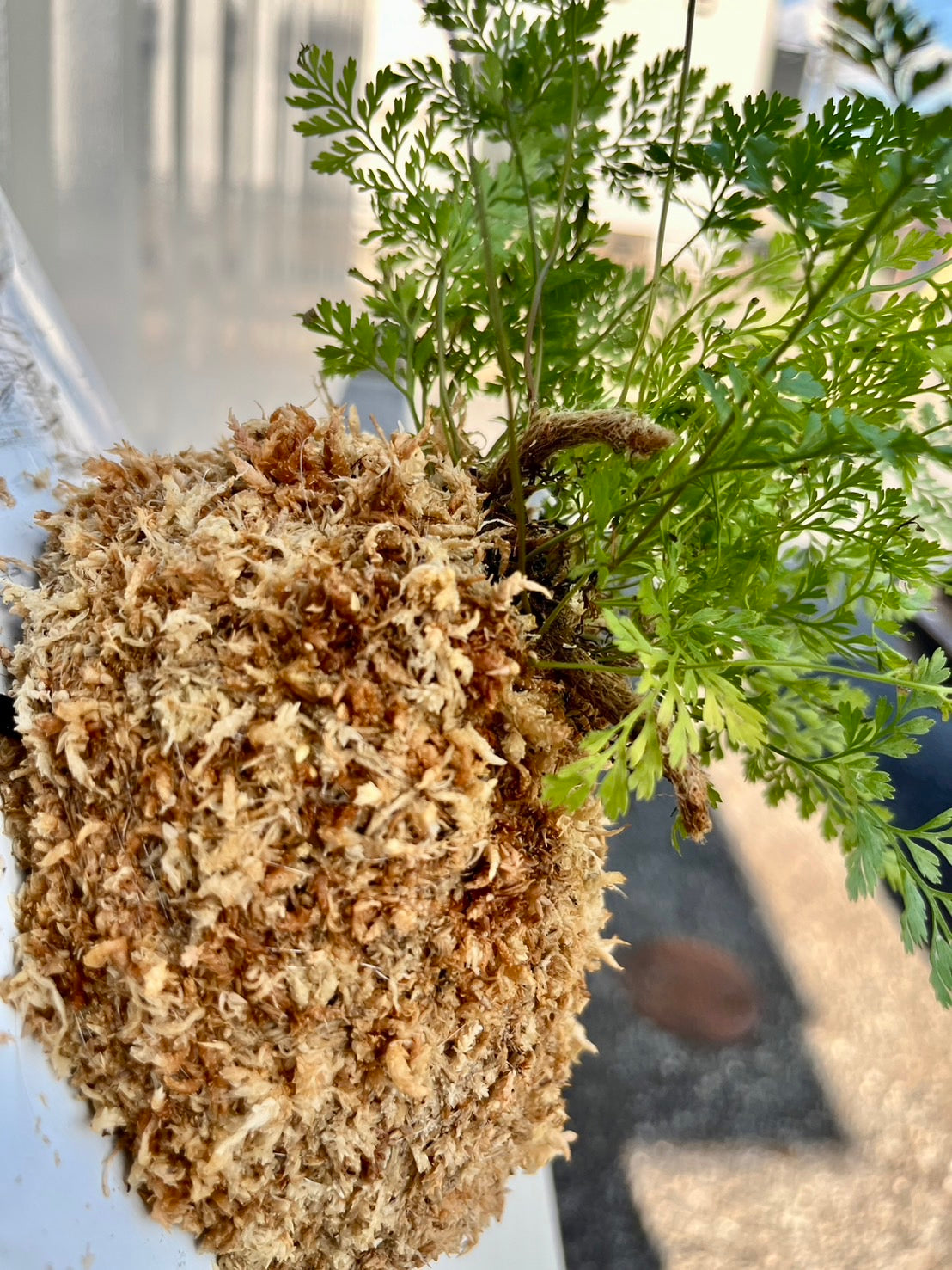 Humata tyermanii